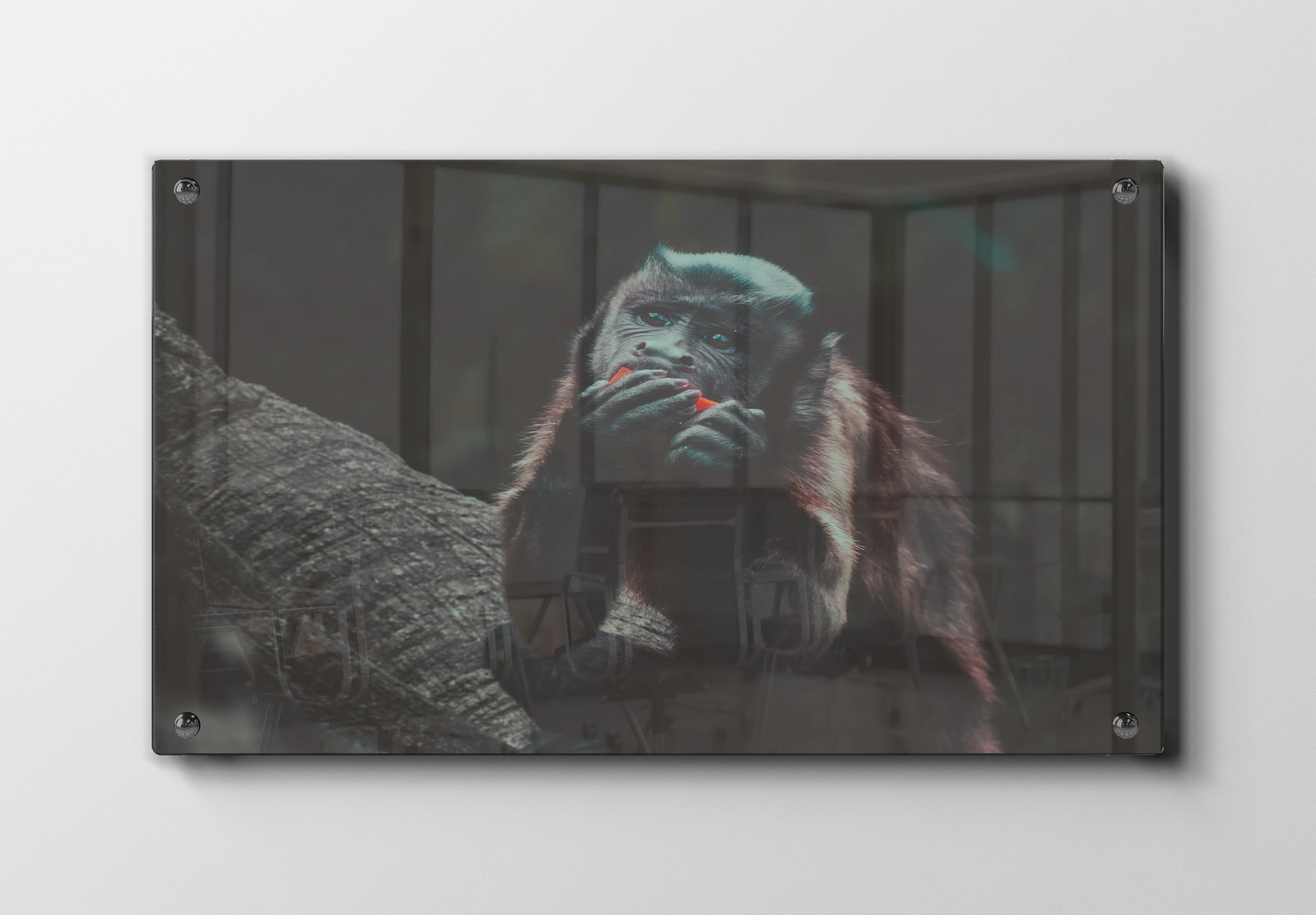 Capuchin Monkey Plakat