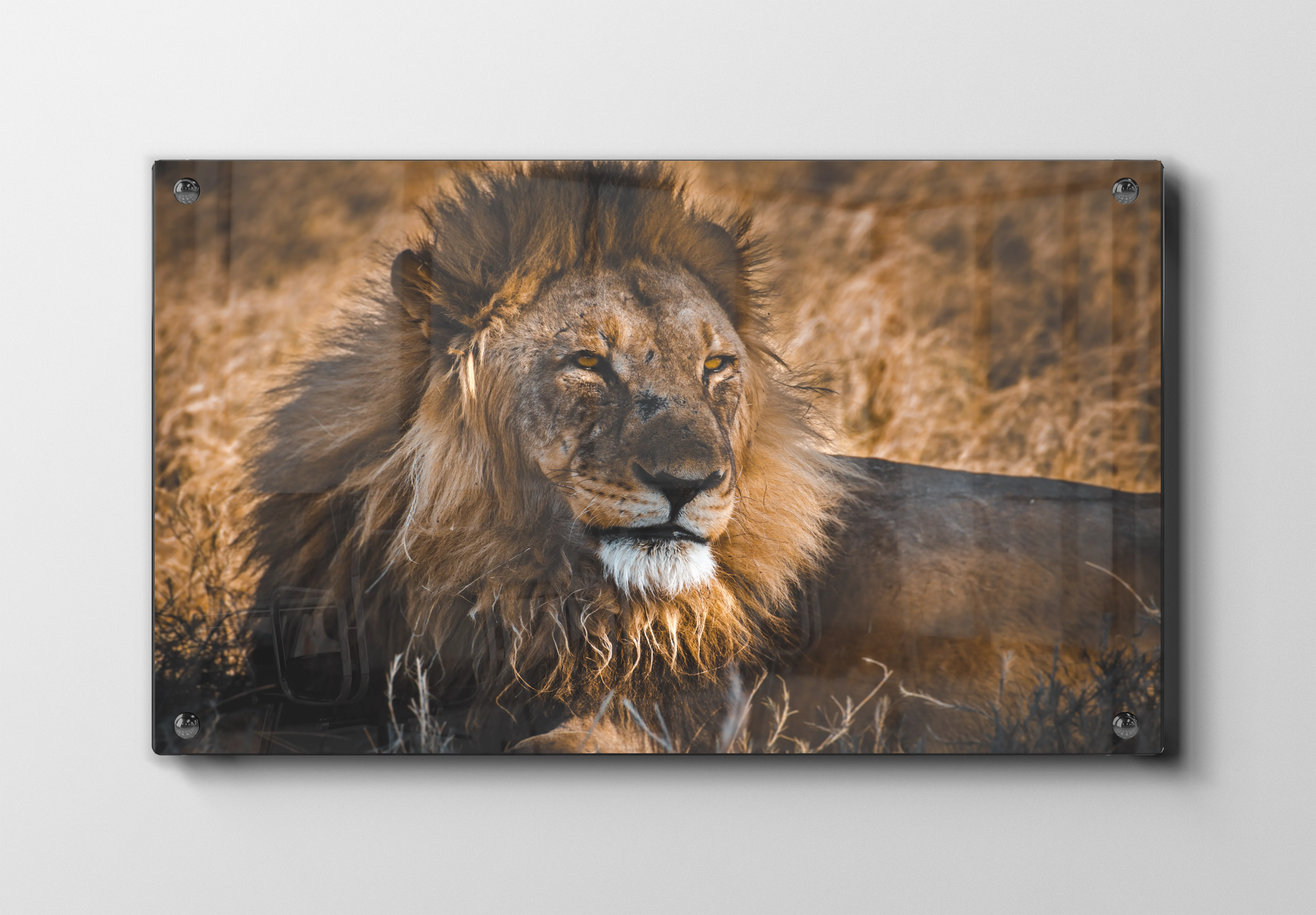 Lion Resting Plakat