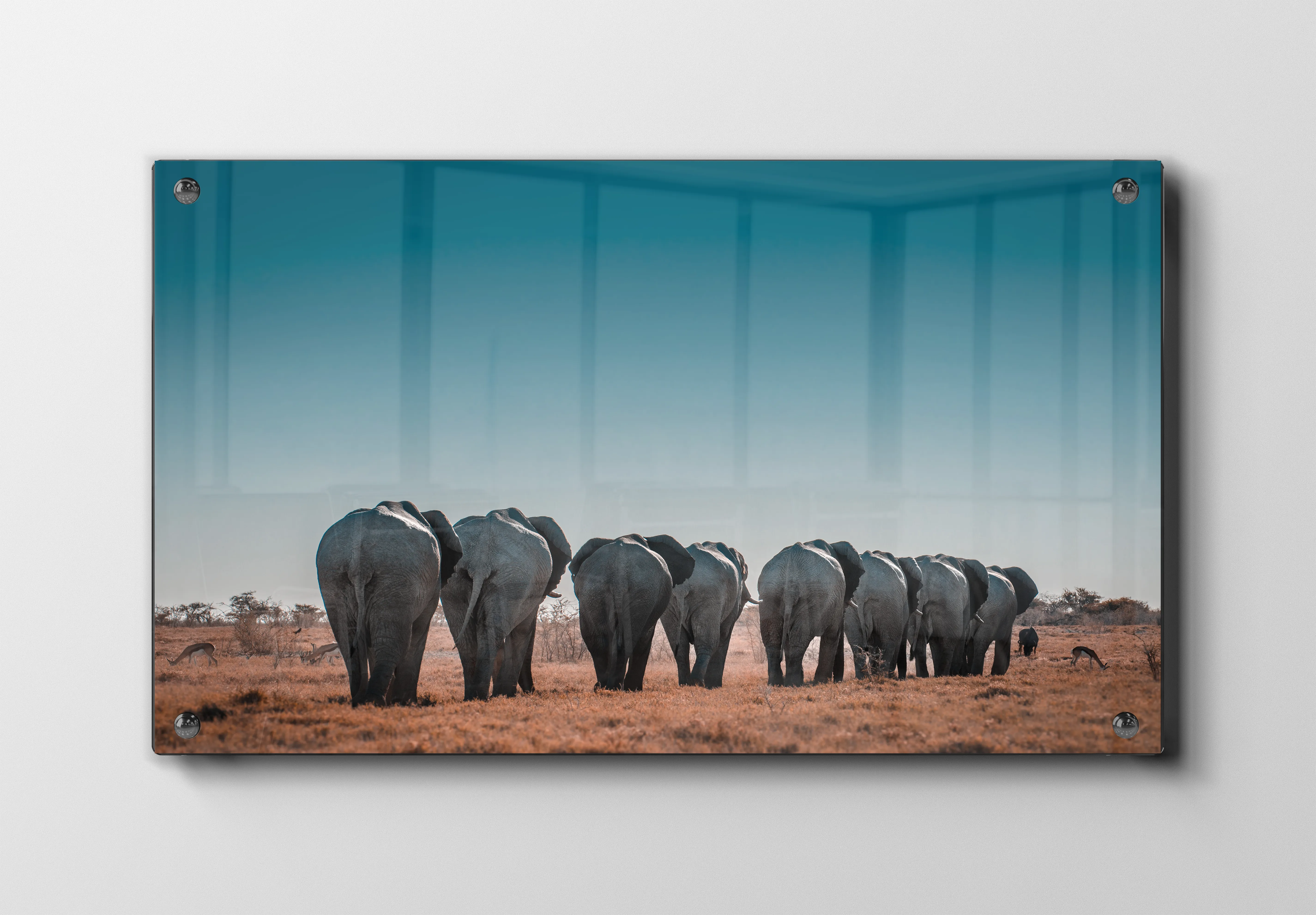 Elephant Herd Plakat