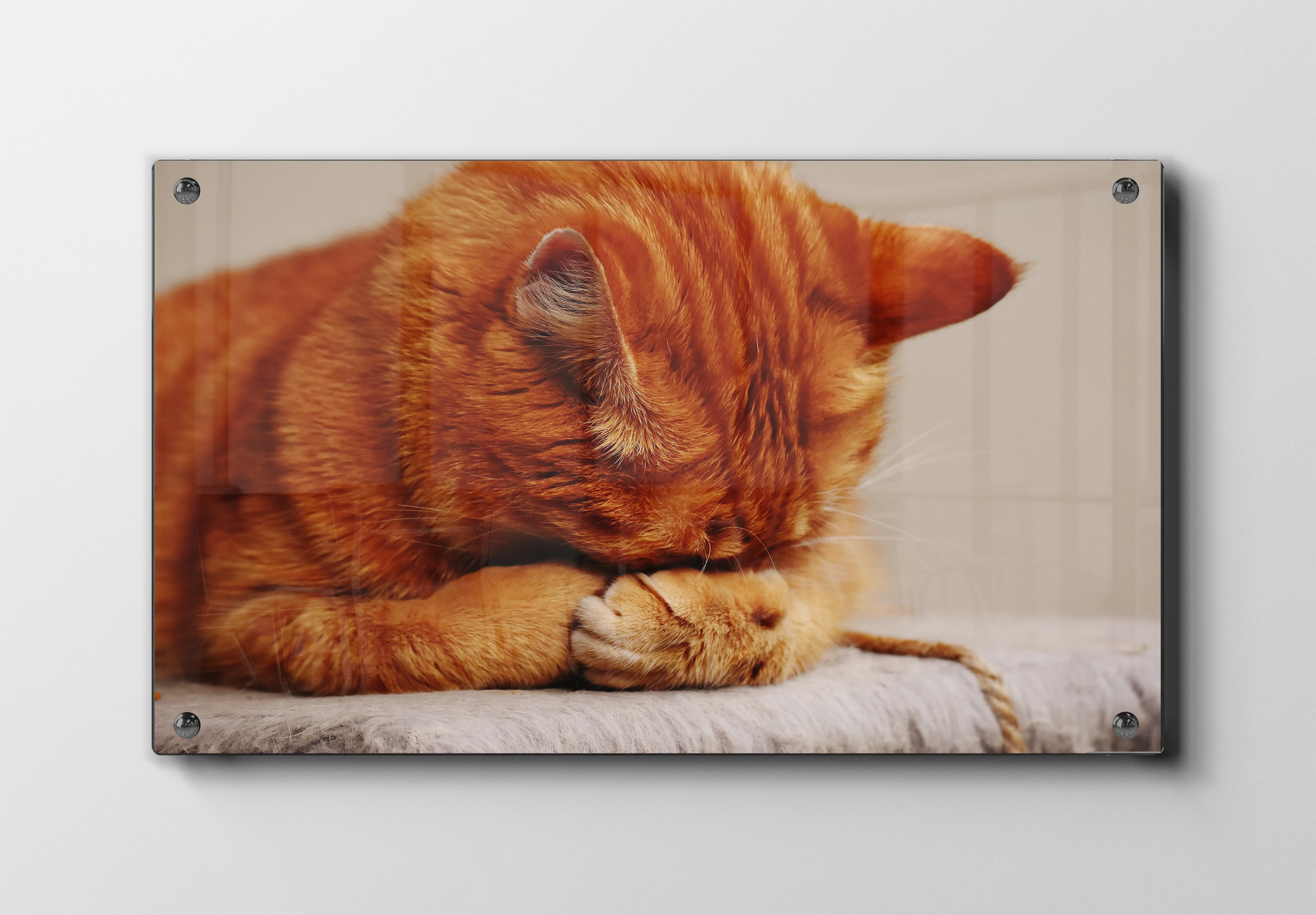 Ginger Cat Resting Plakat