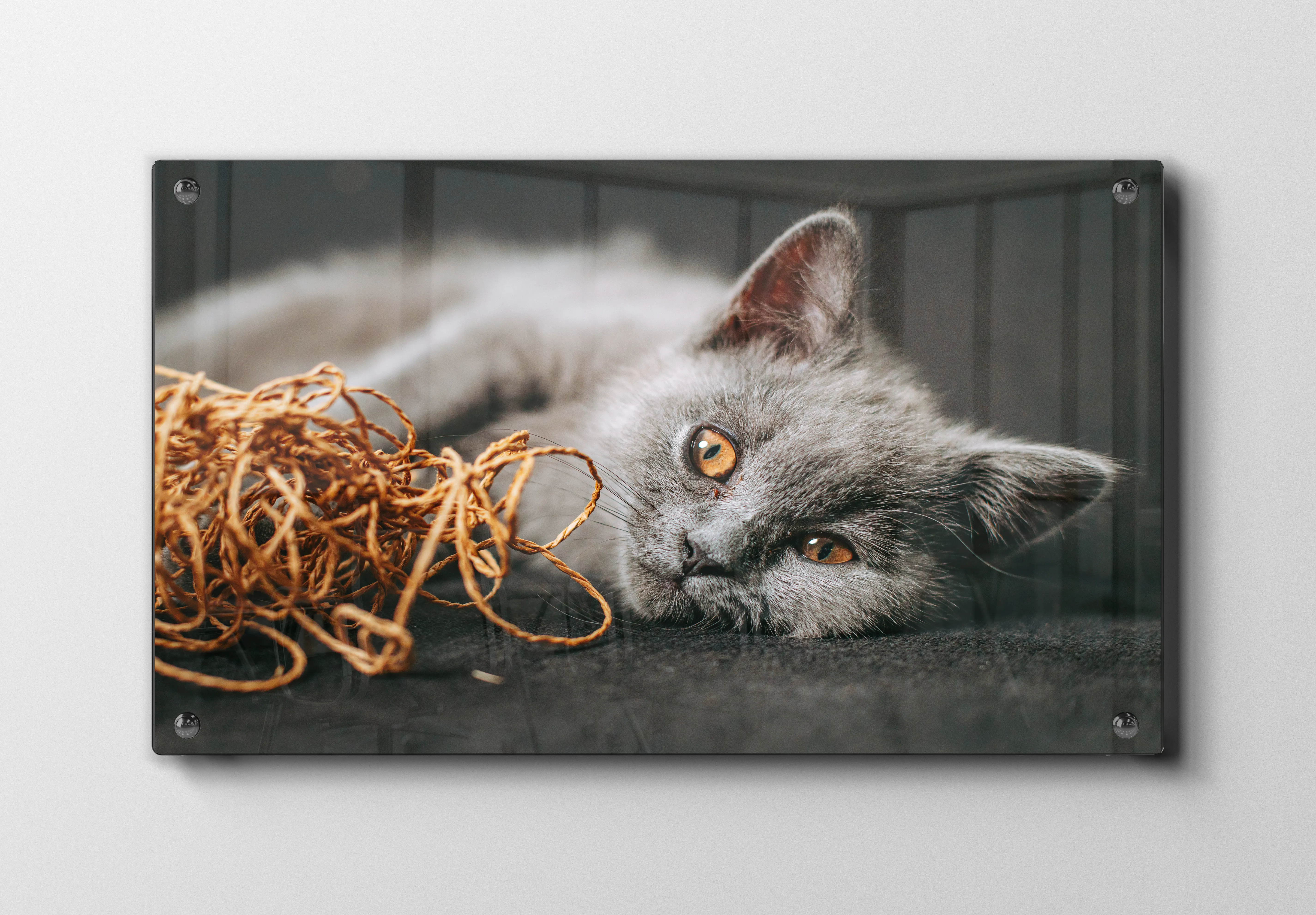 British Shorthair Cat Plakat