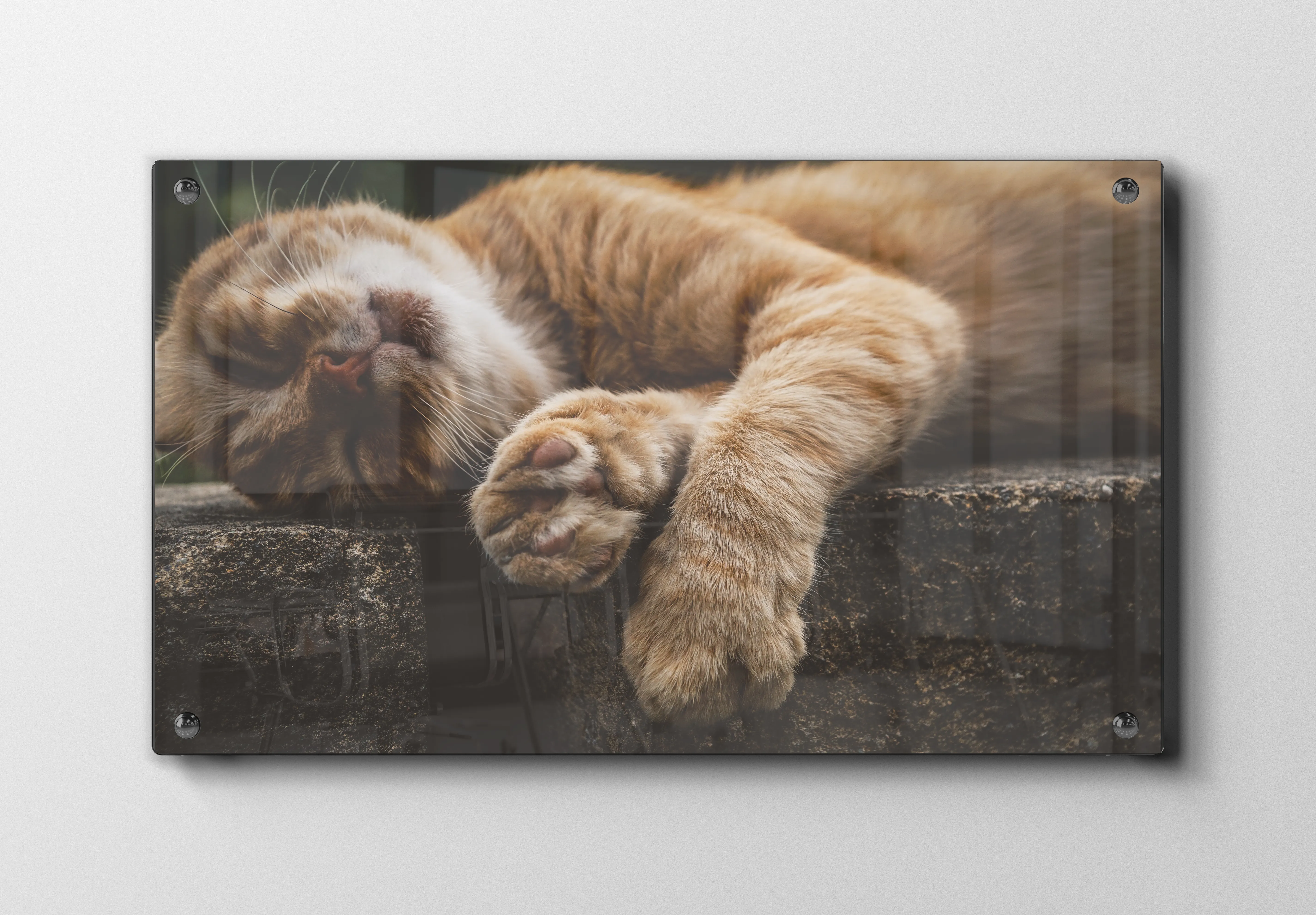 Sleeping Ginger Cat Plakat