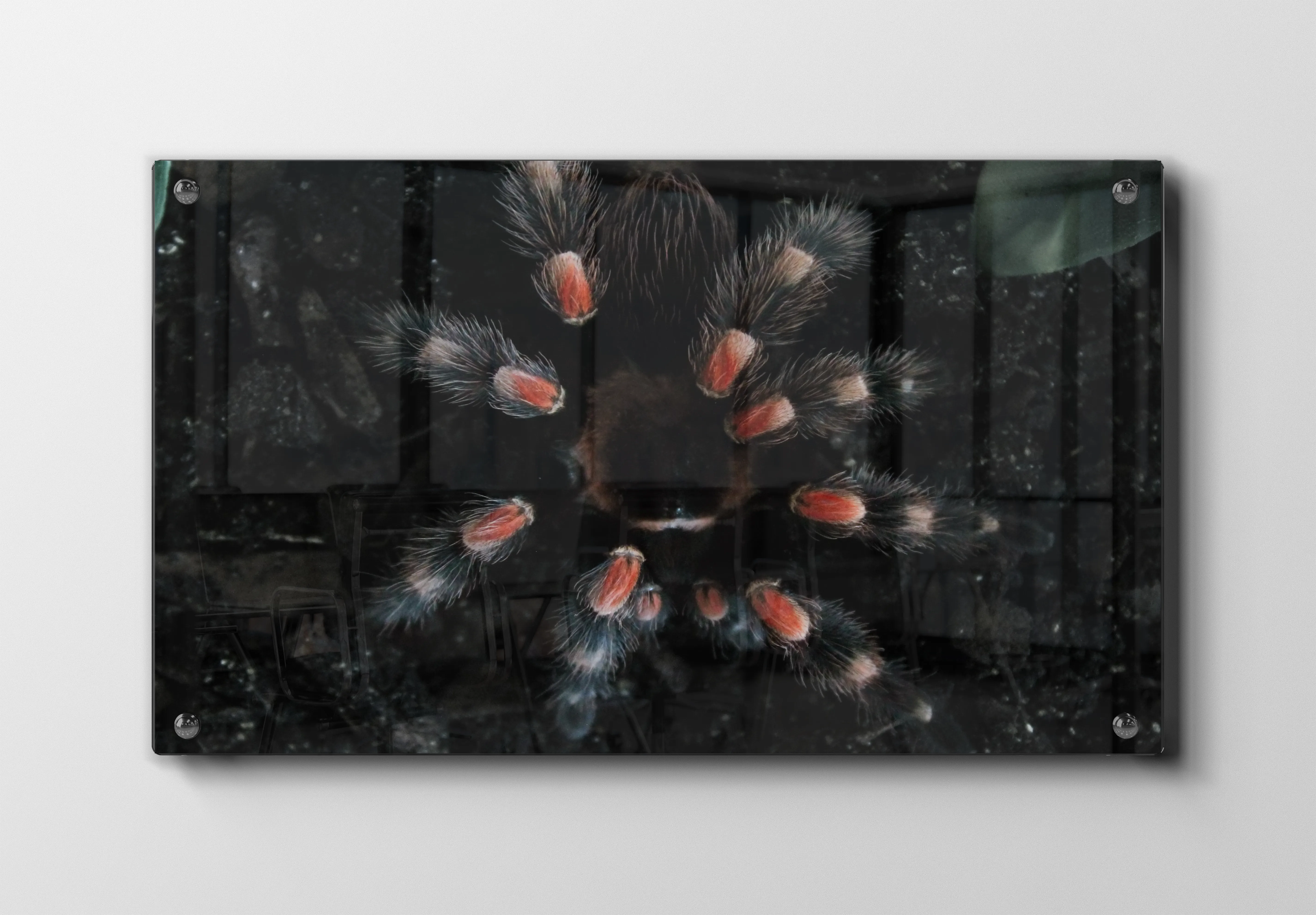 Ko Mexican Redknee Tarantula Plakat