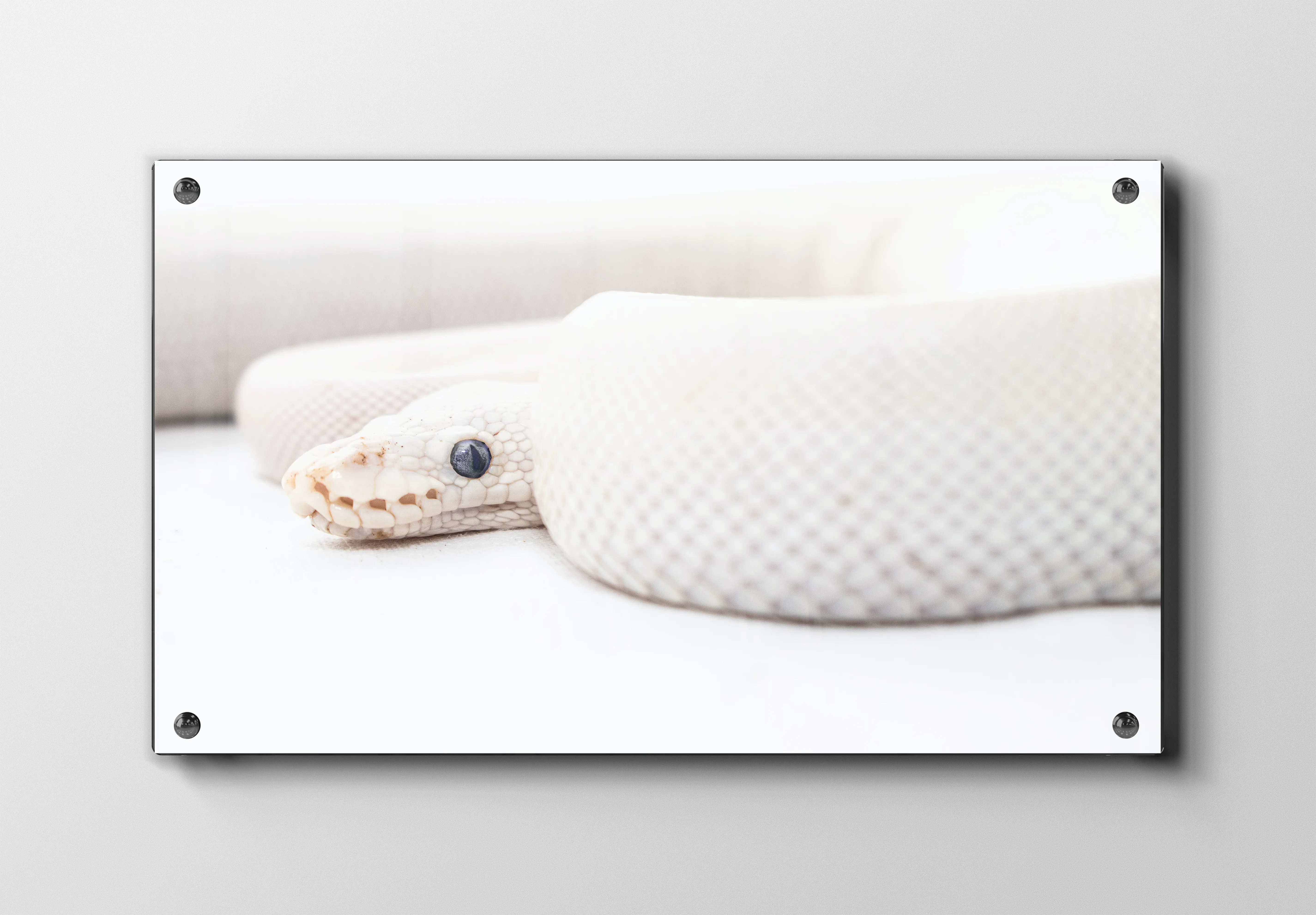 Albino Ball Python Plakat