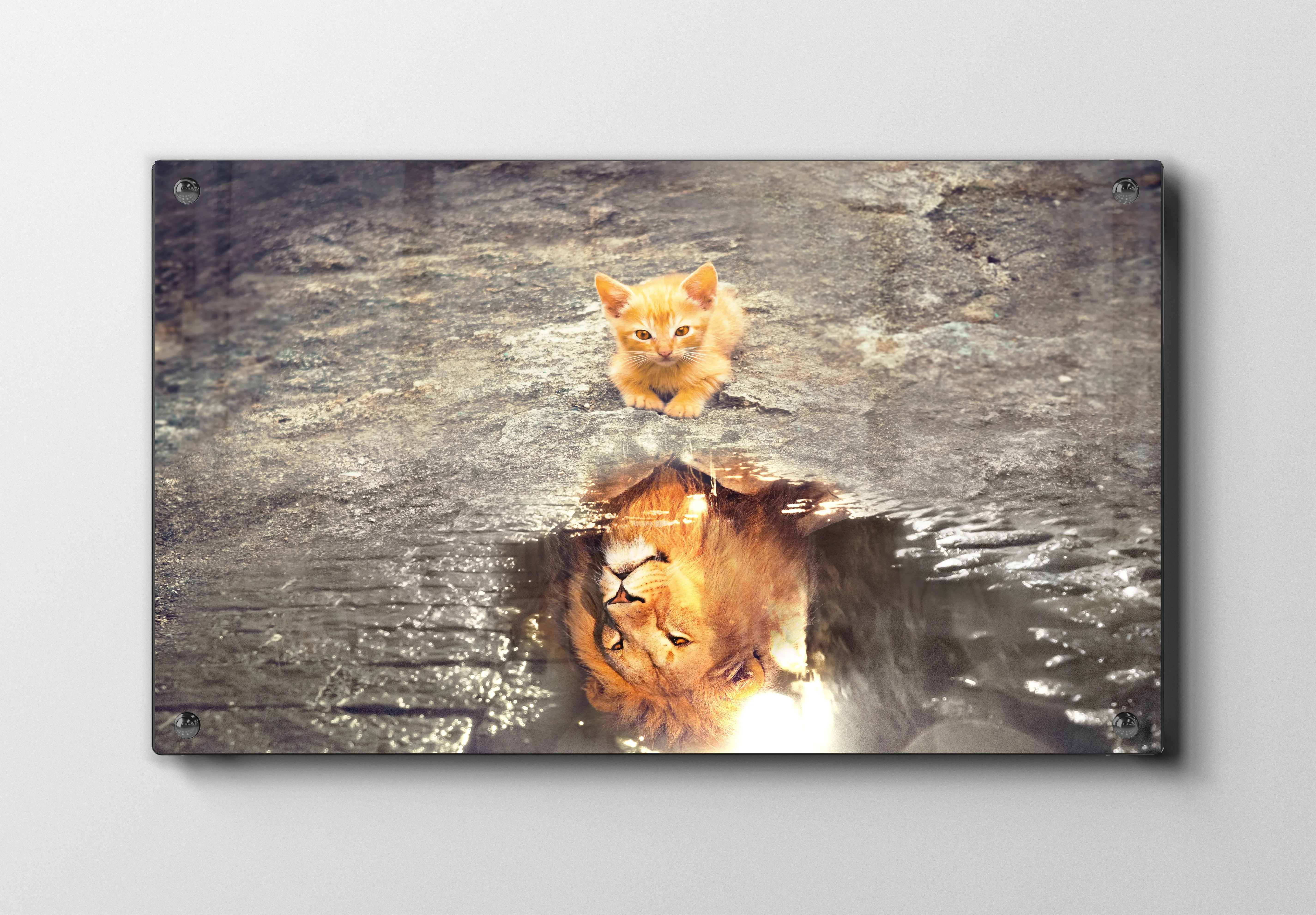Kitten Lion Plakat