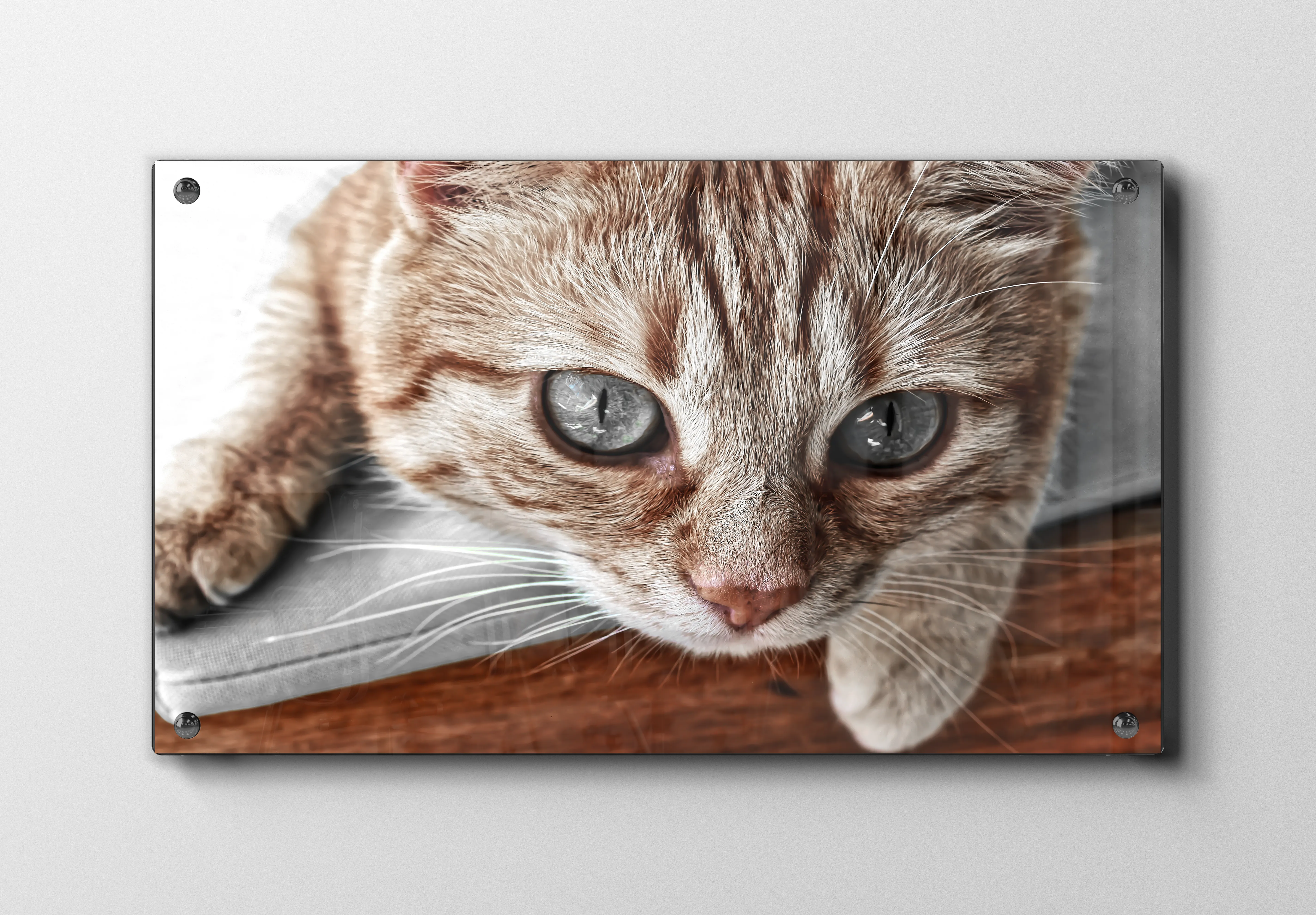 Cat Close Up Plakat