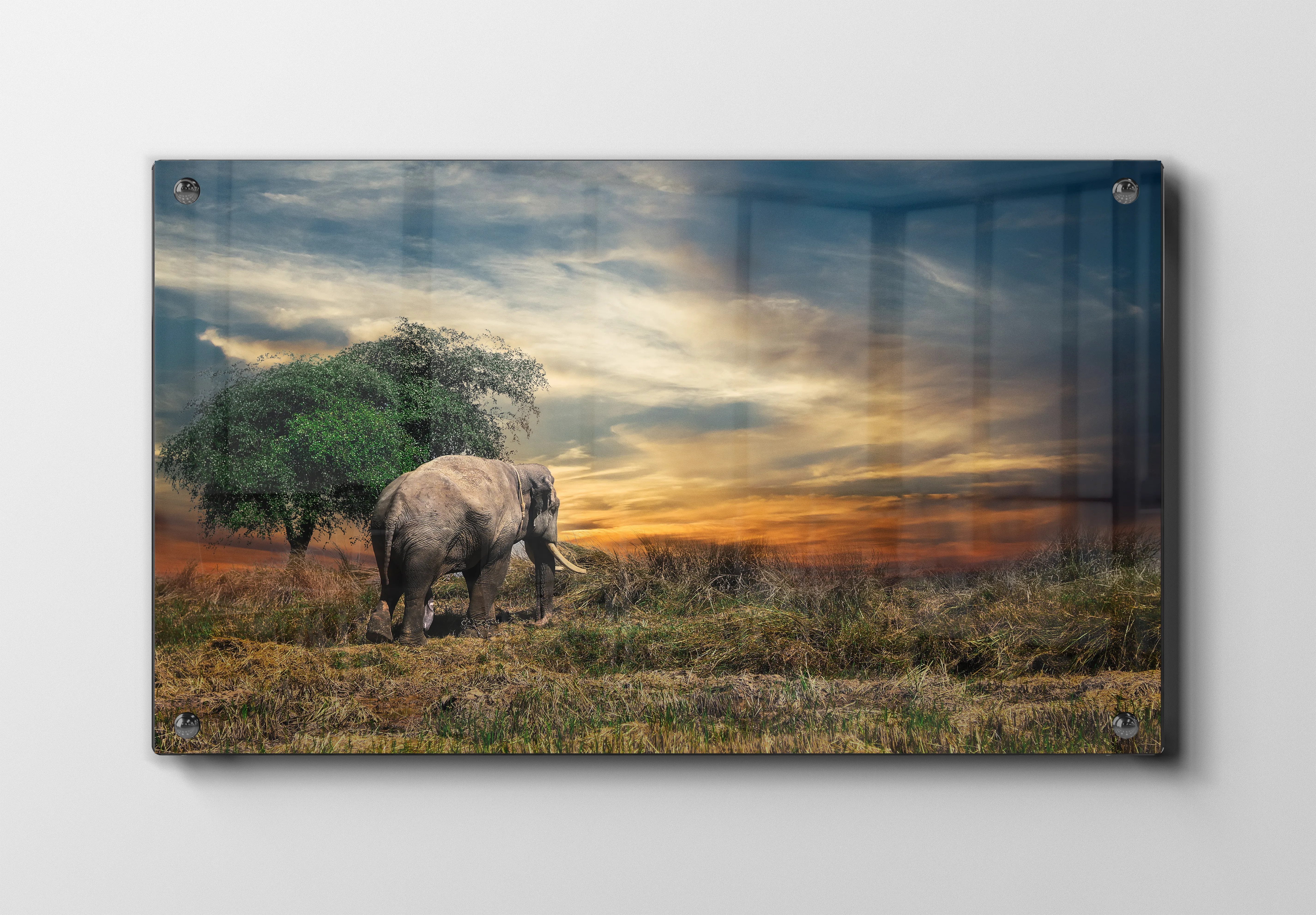 Elephant At Plakat