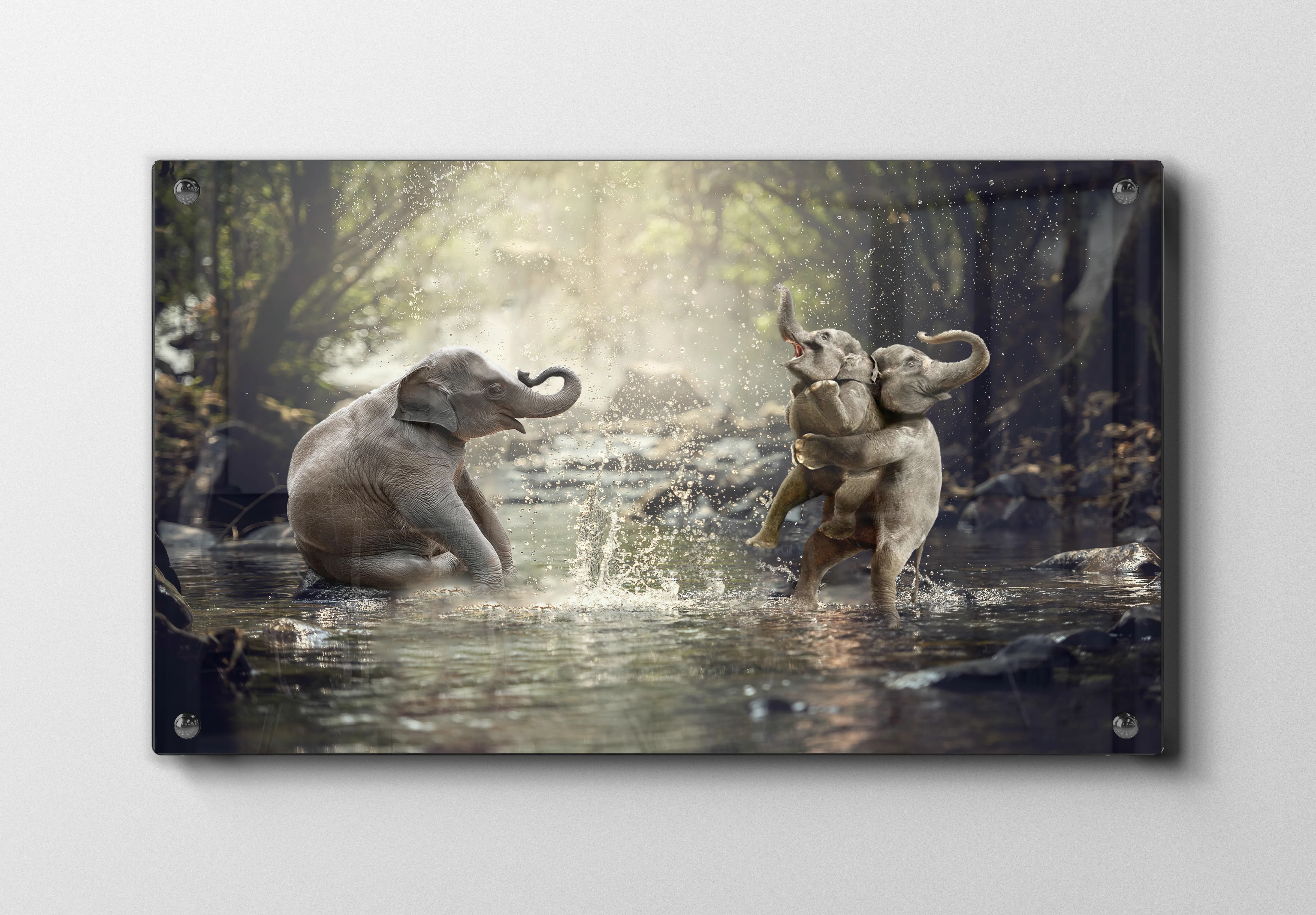 Elephants Playing Plakat