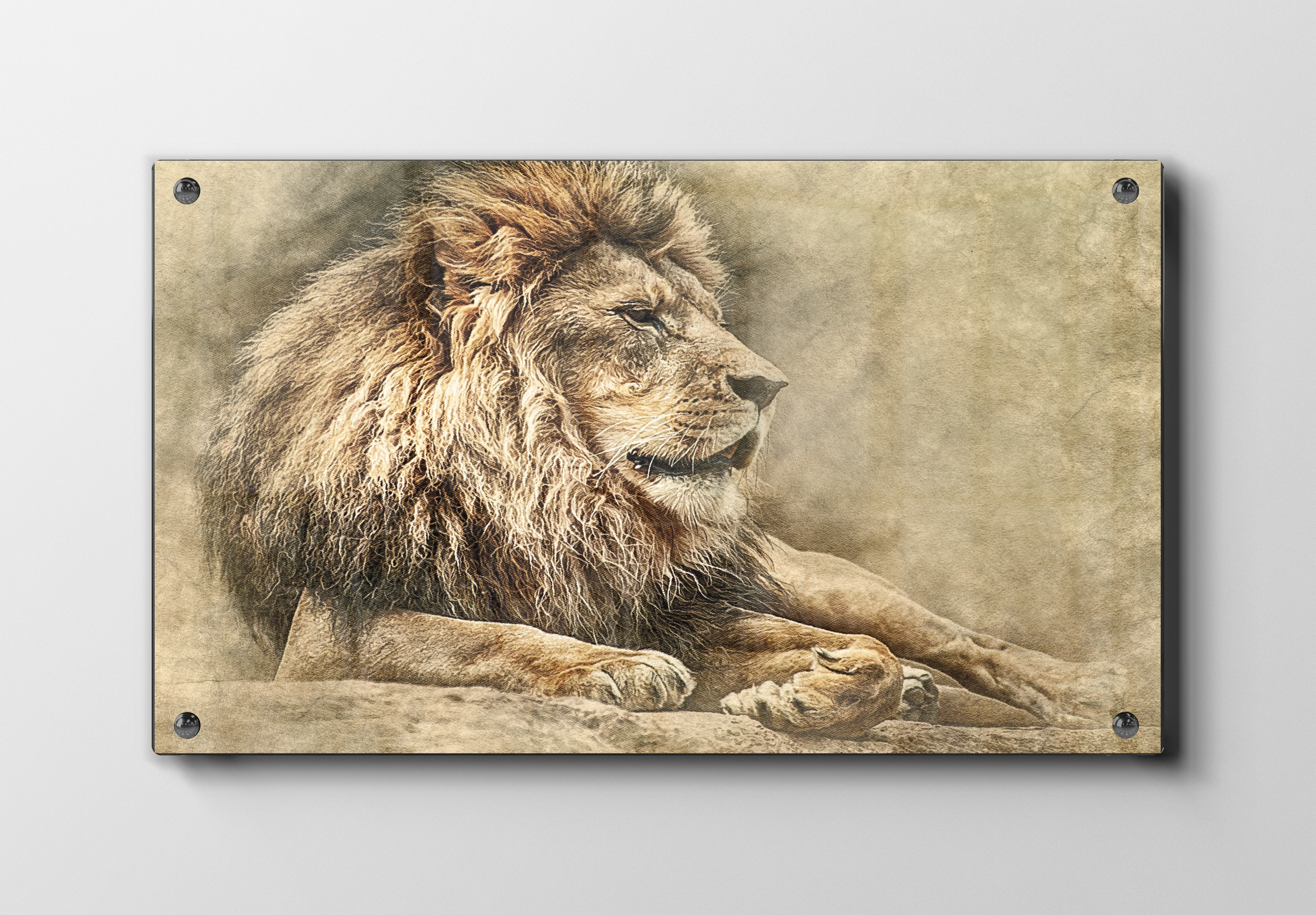 Resting Lion Plakat
