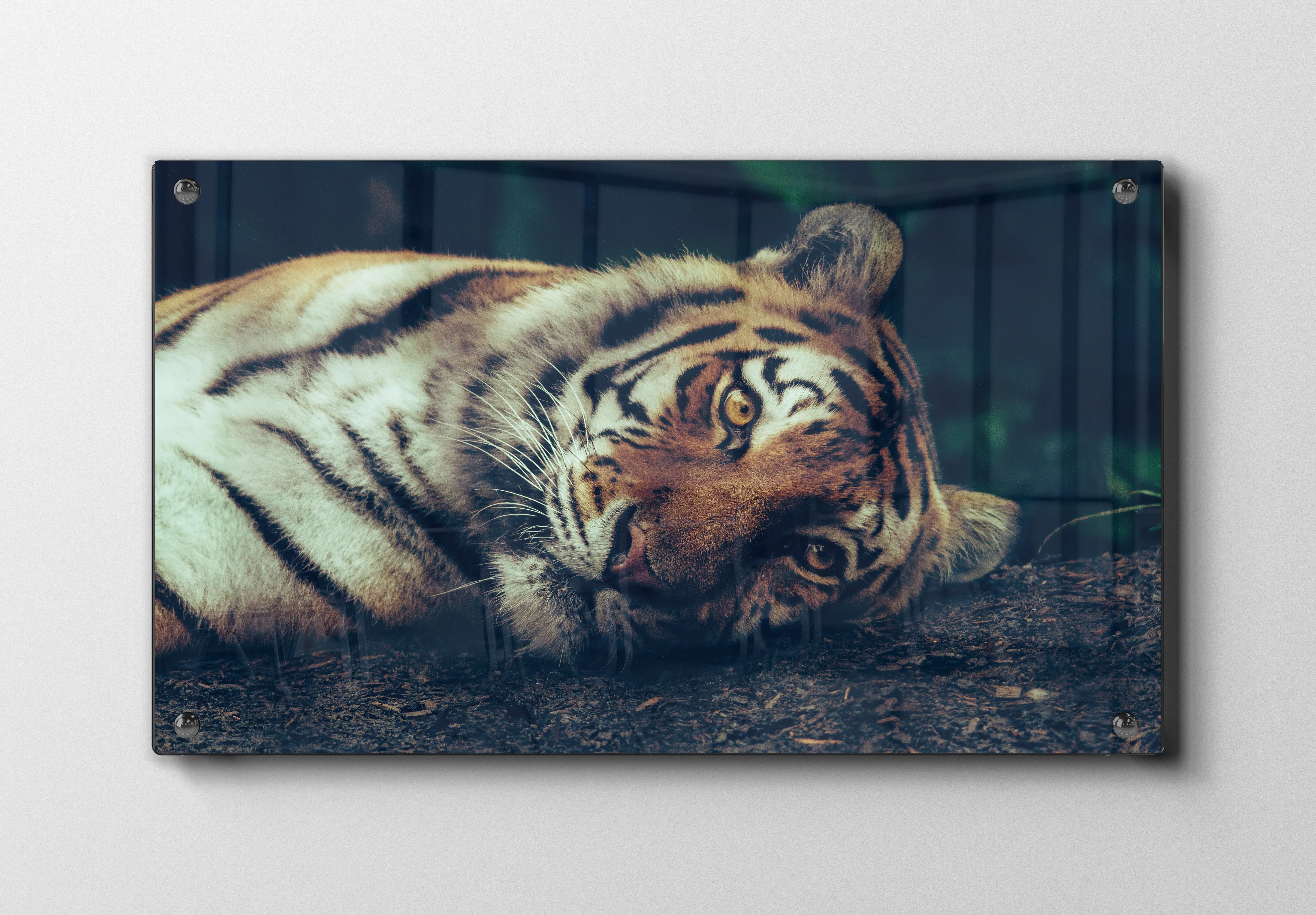 Resting Tiger Plakat