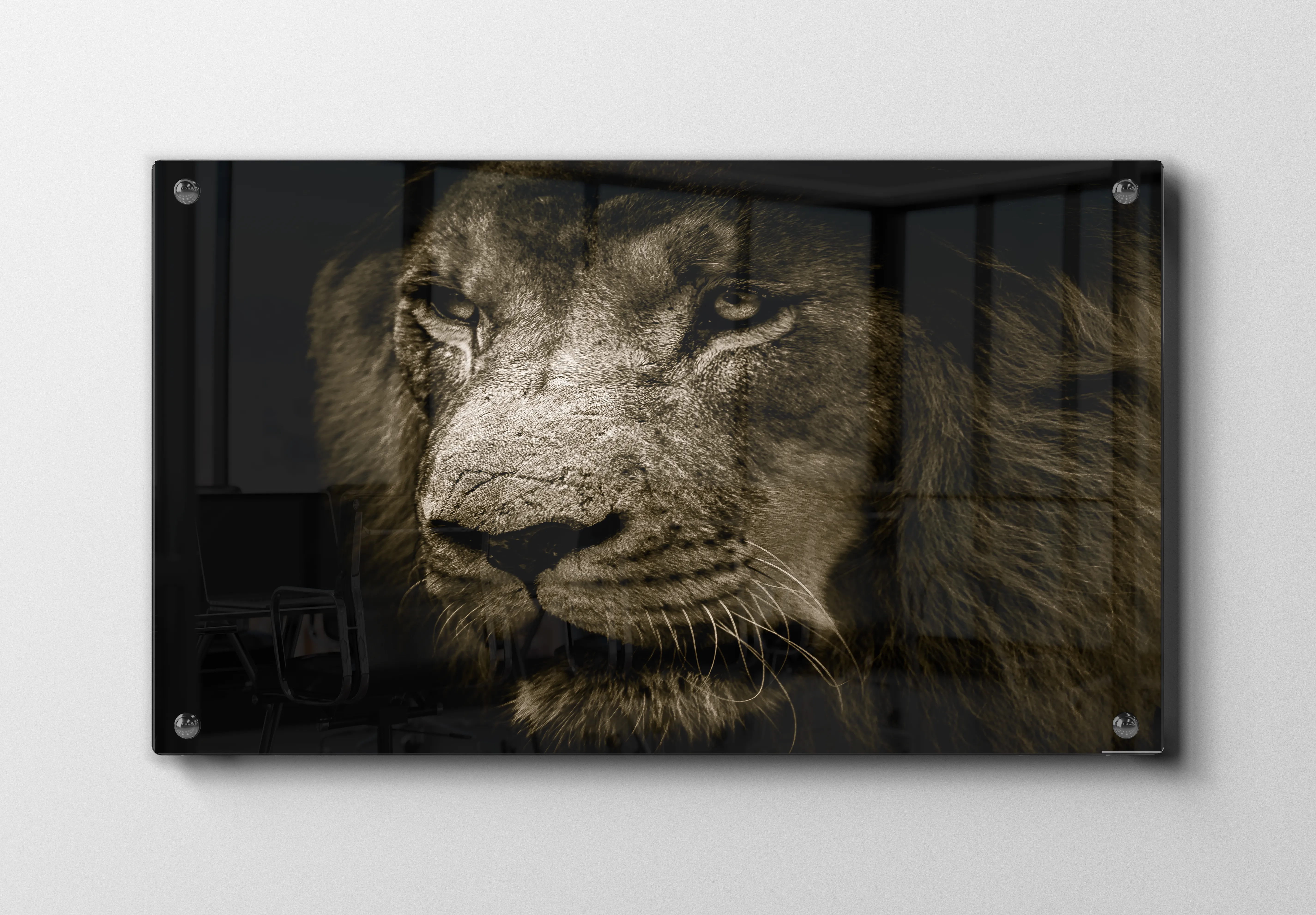 Lion Closeup Plakat