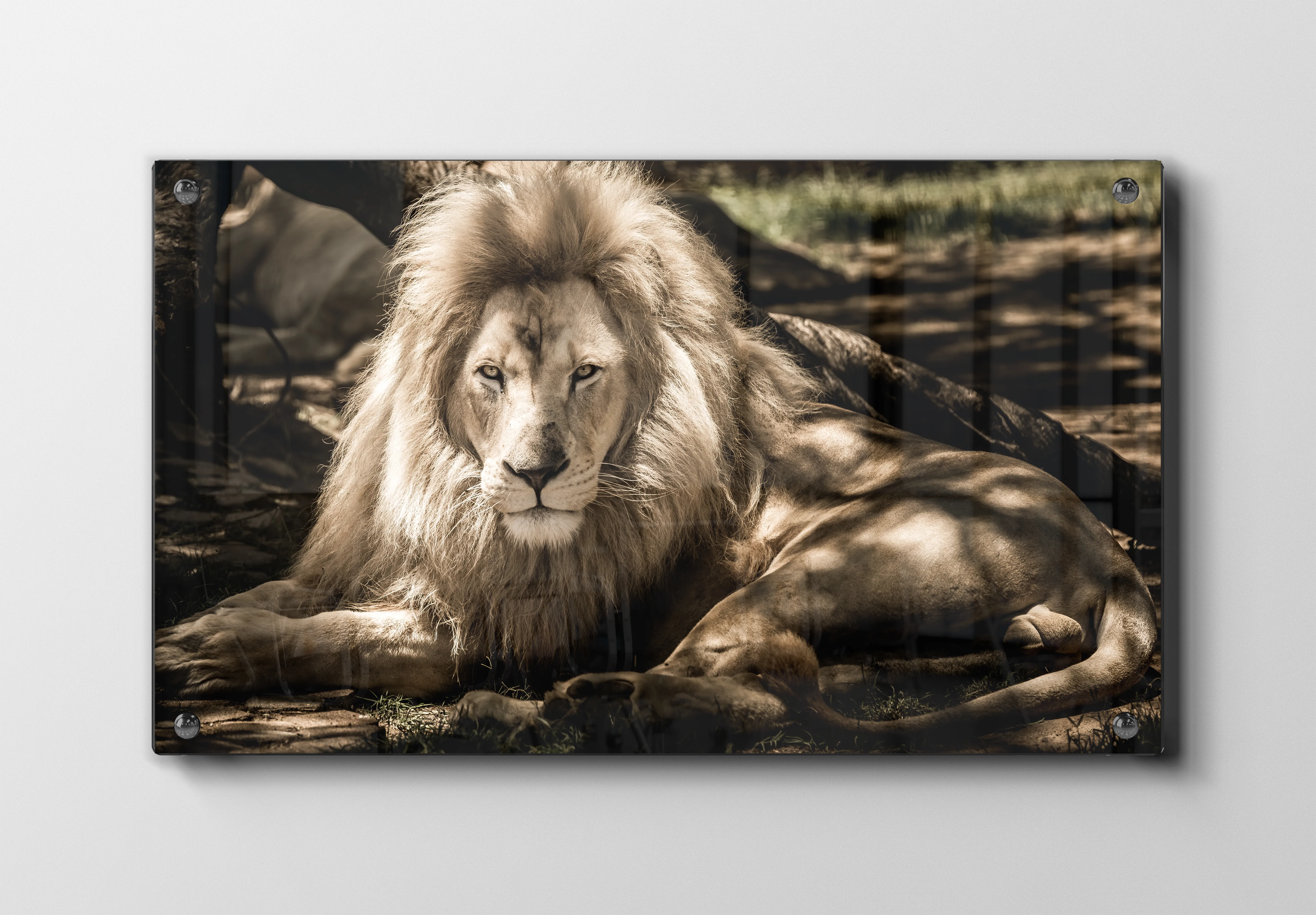 Lion In Shade Plakat