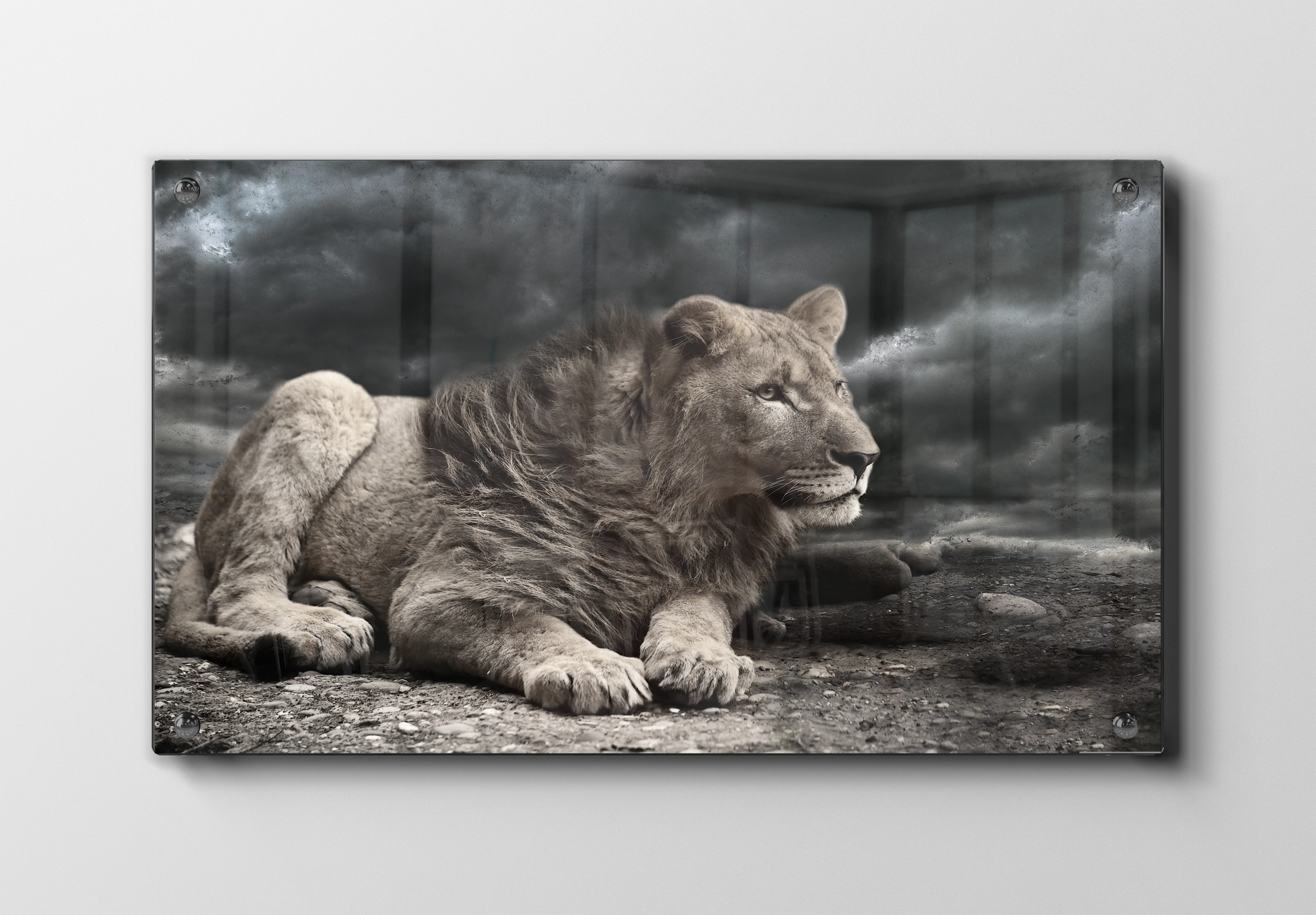 Lioness Resting Plakat