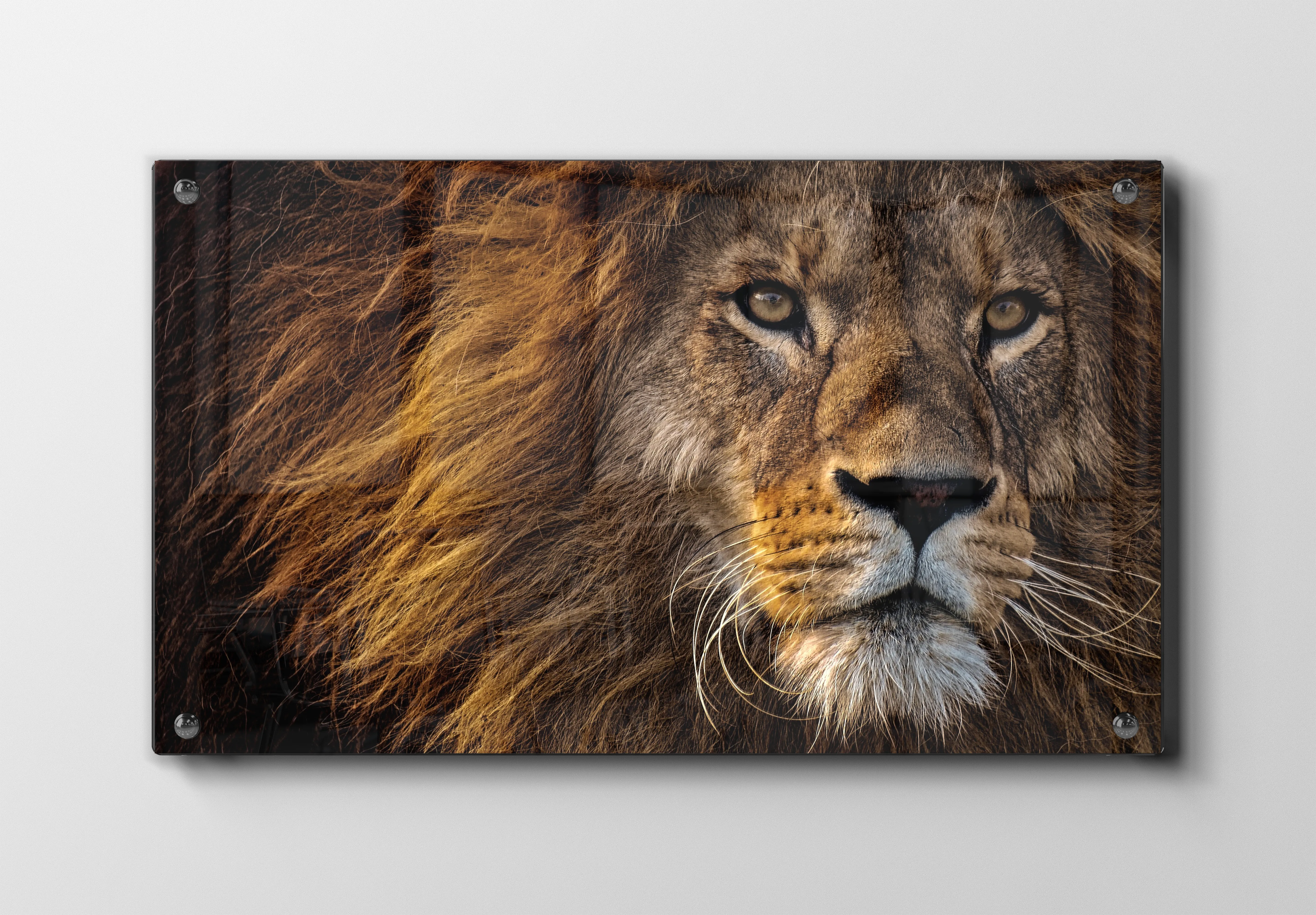 Lion Face Closeup Plakat