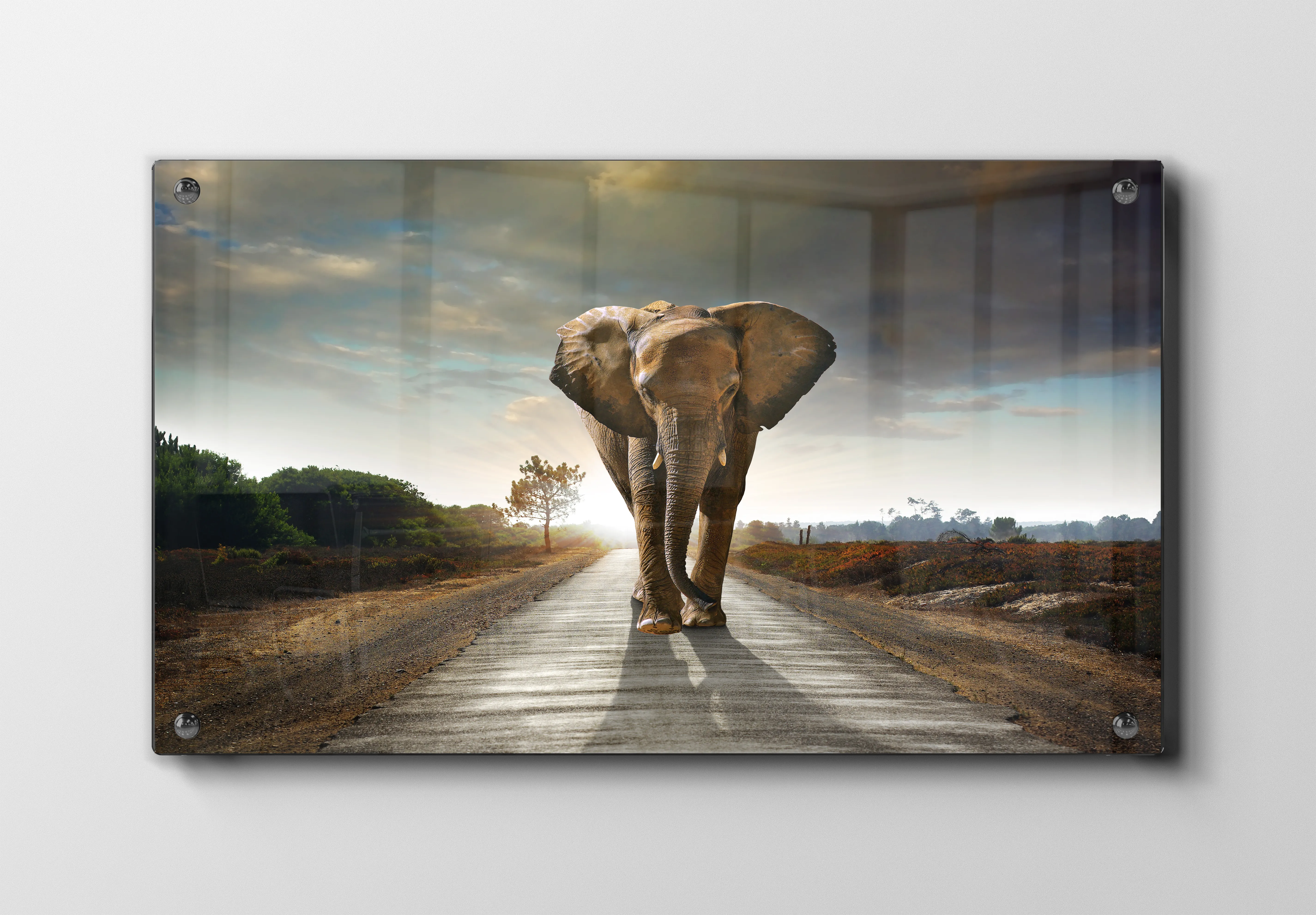 Elephant At Dusk Plakat