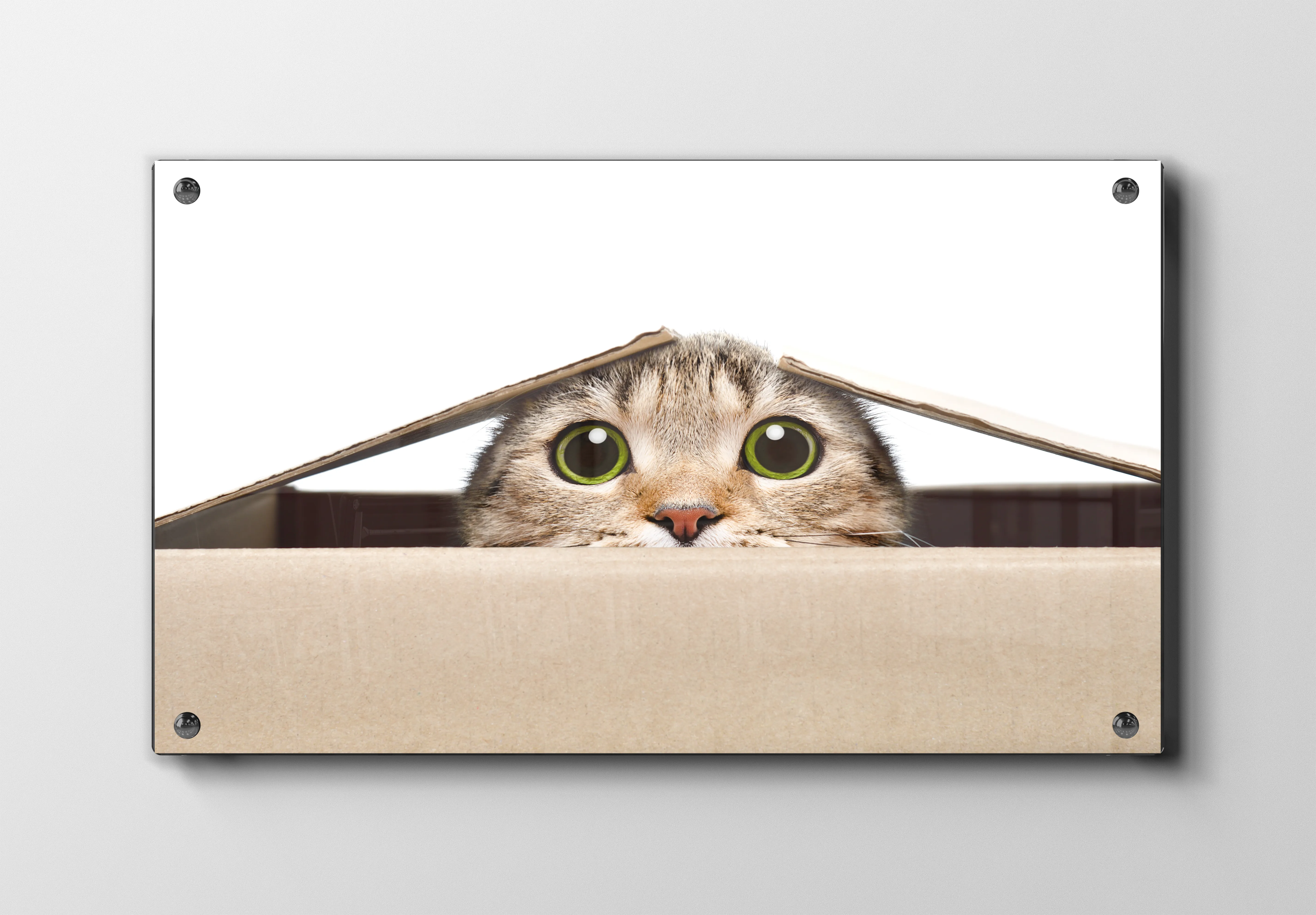 Tabby Cat Peek Plakat