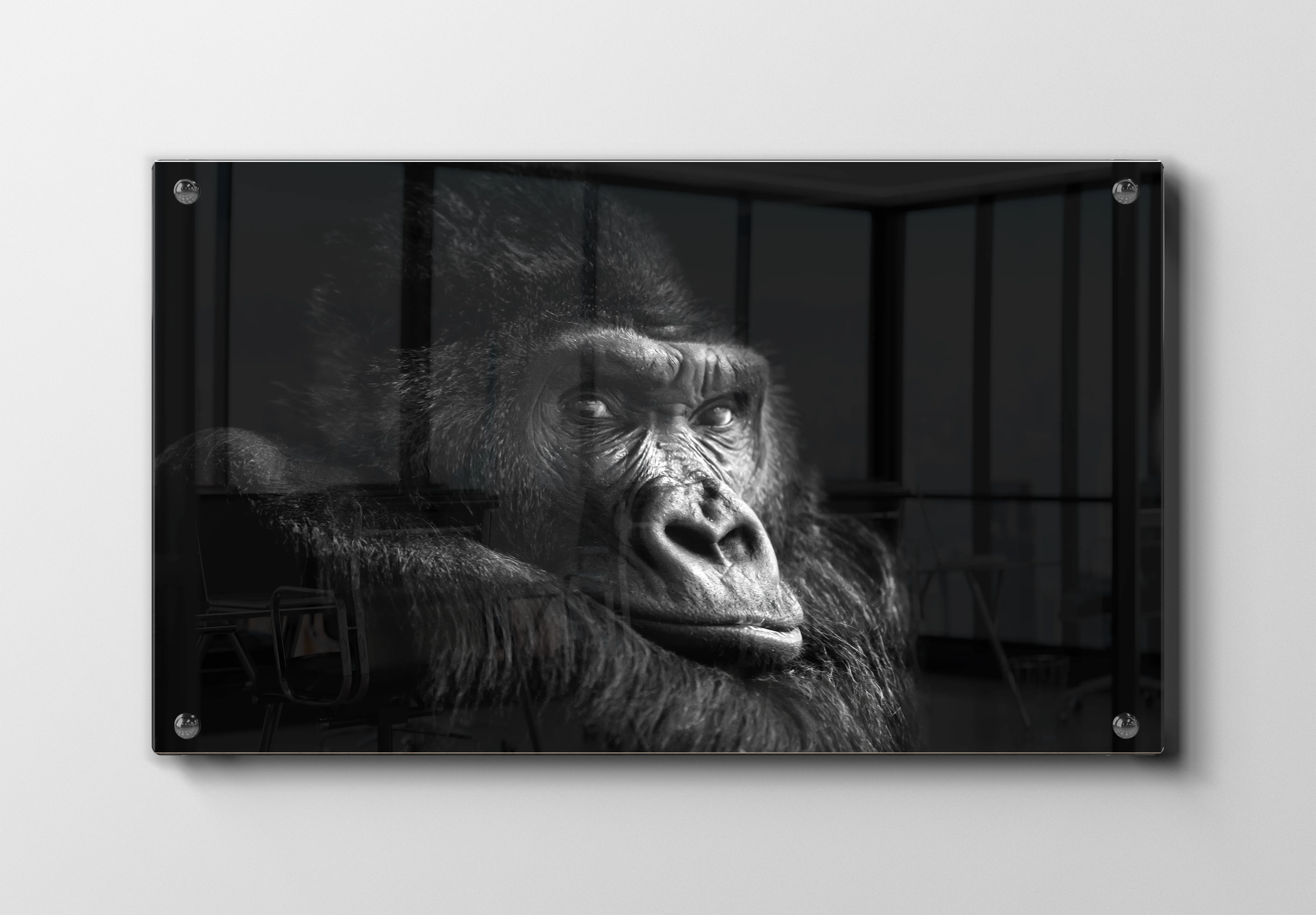 Silverback Gorilla Resting Plakat