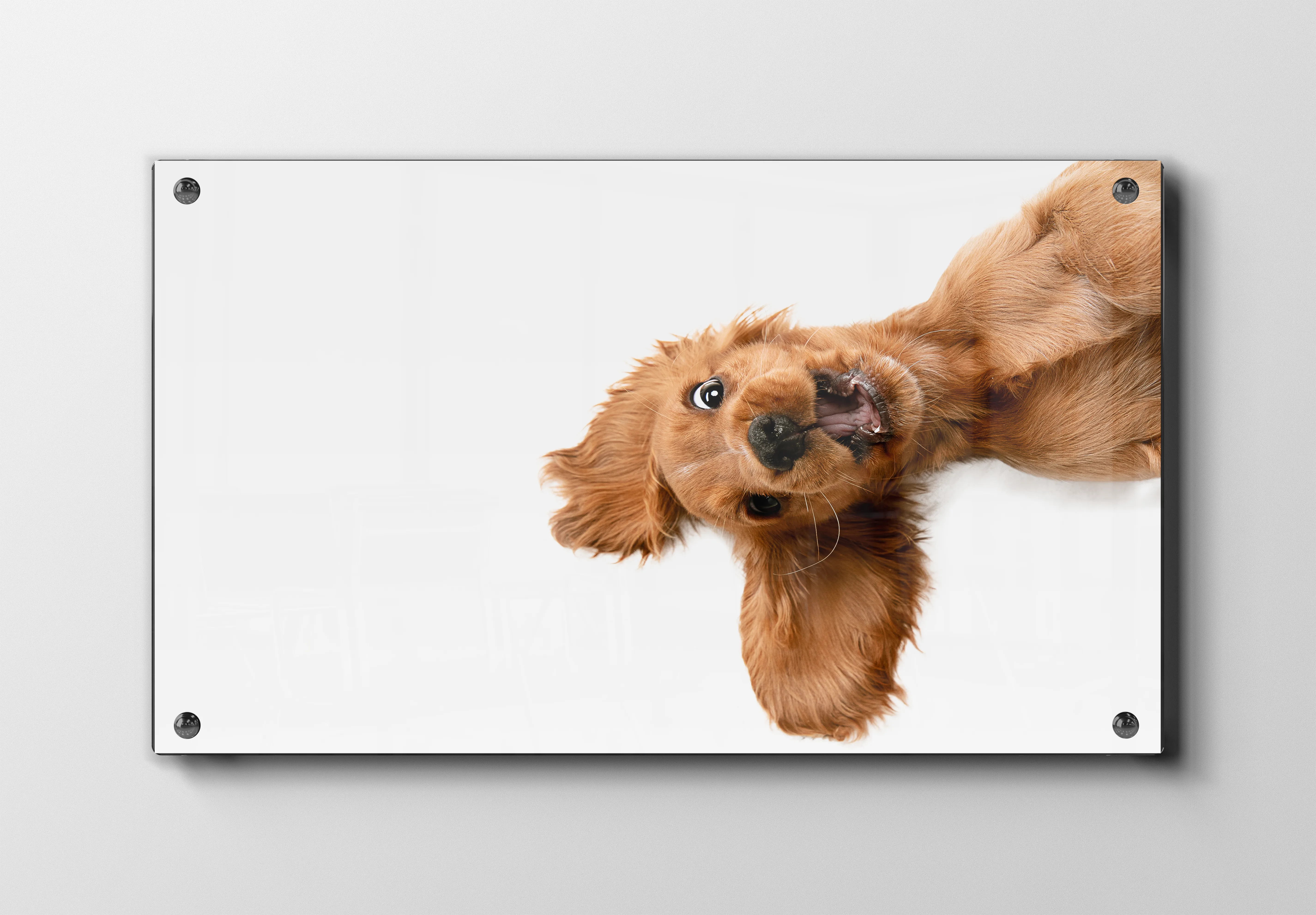 Golden Retriever Plakat