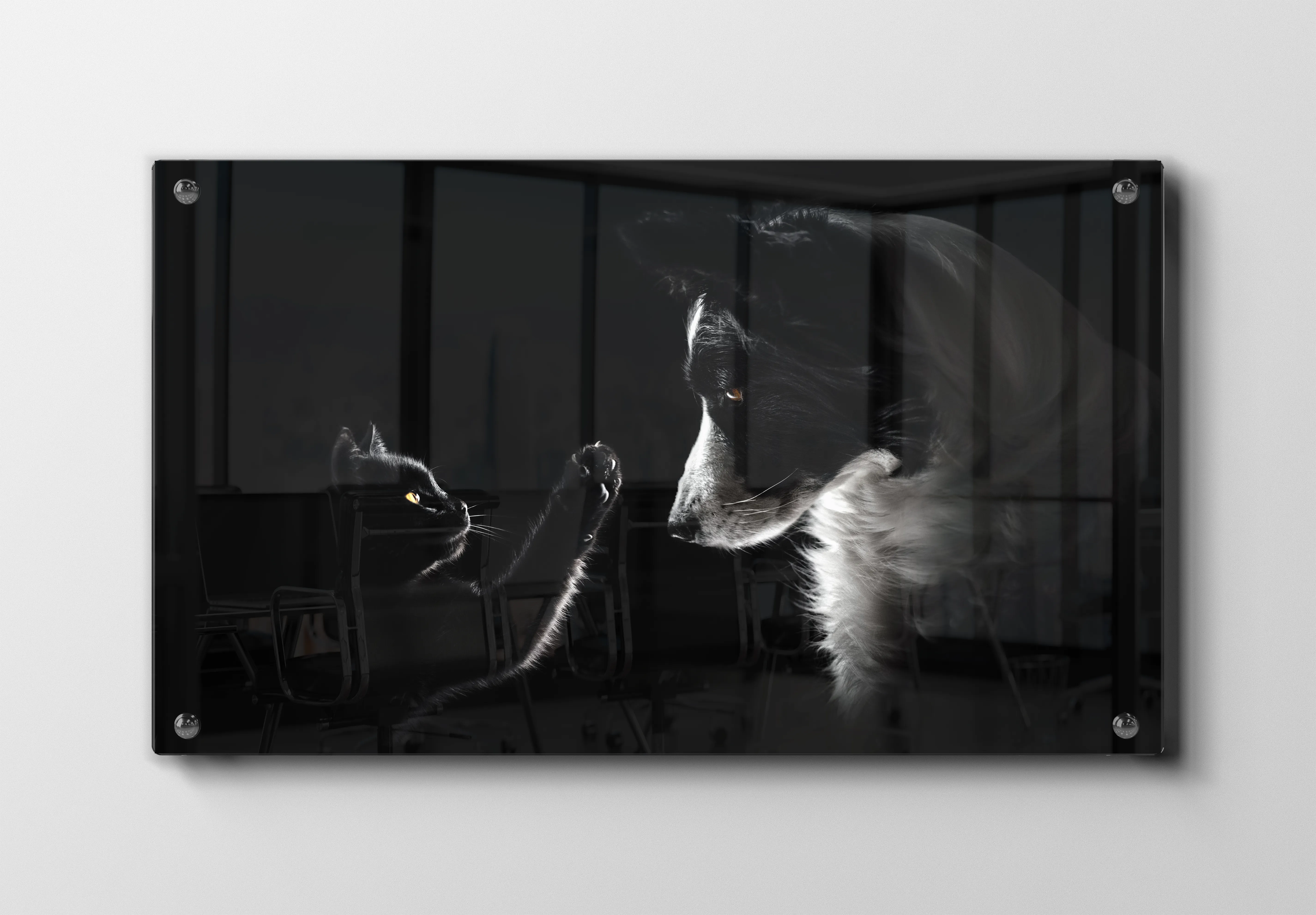 Border Collie Plakat