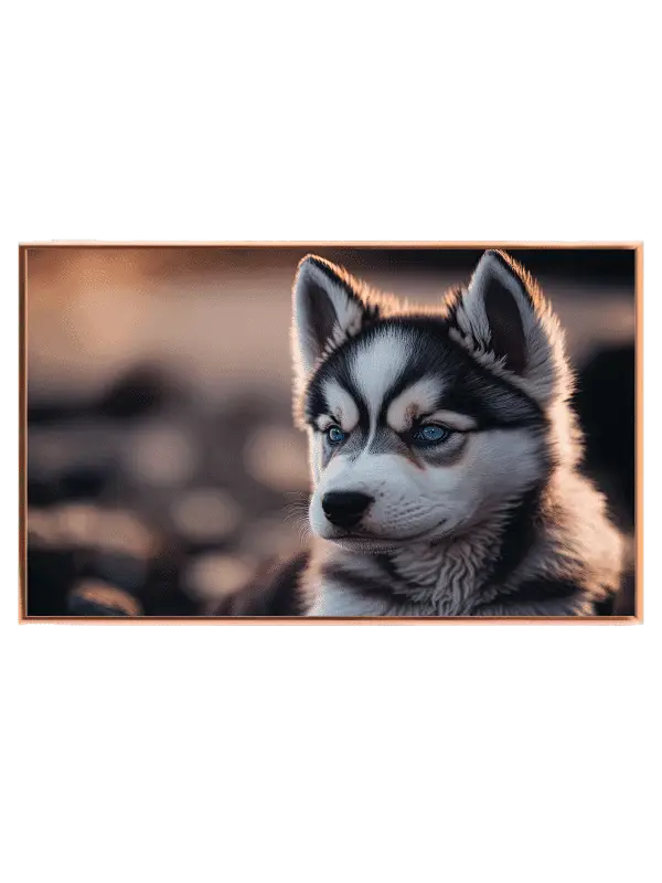 Siberian Husky Puppy Plakat