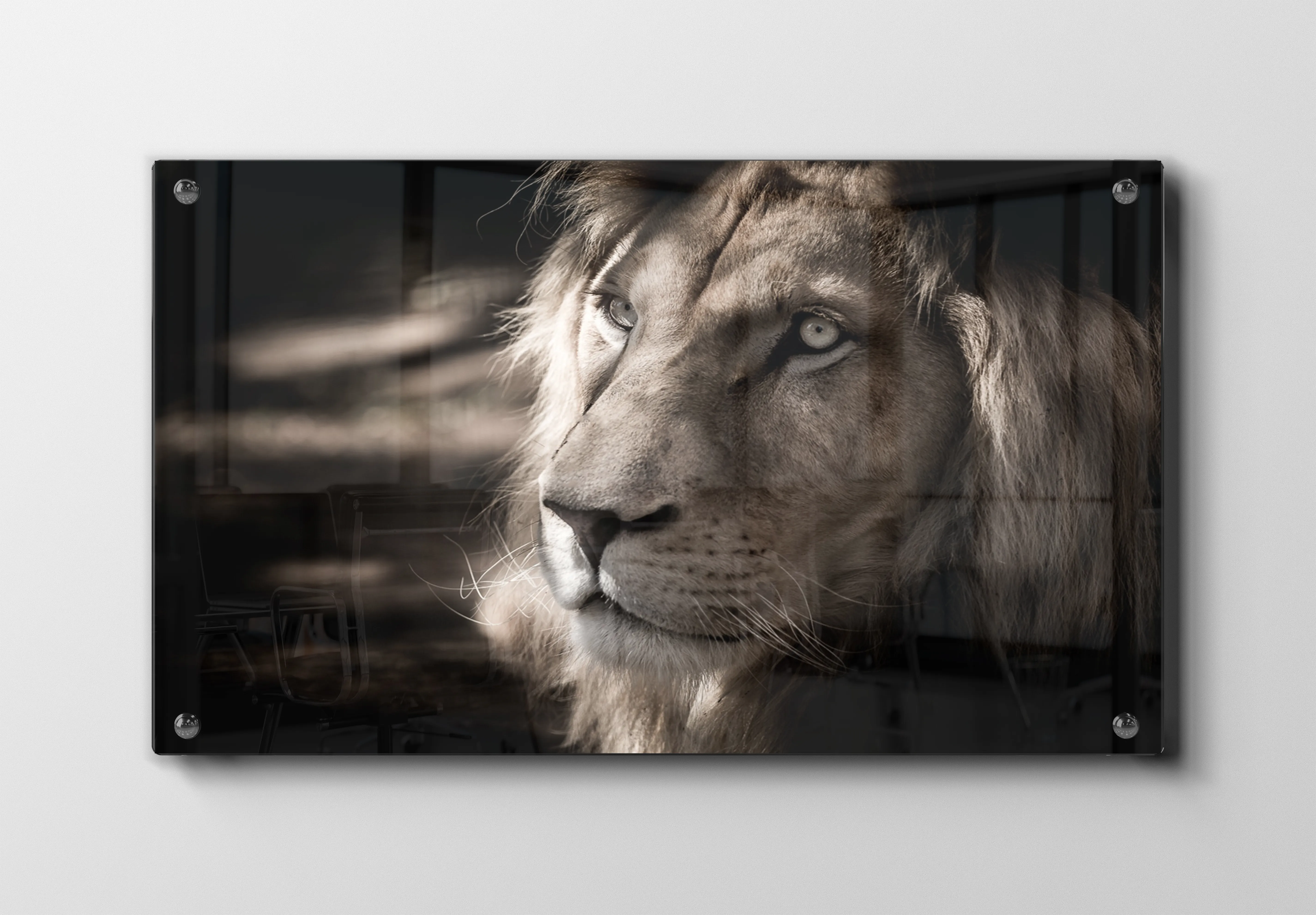 Lion Portrait I Plakat