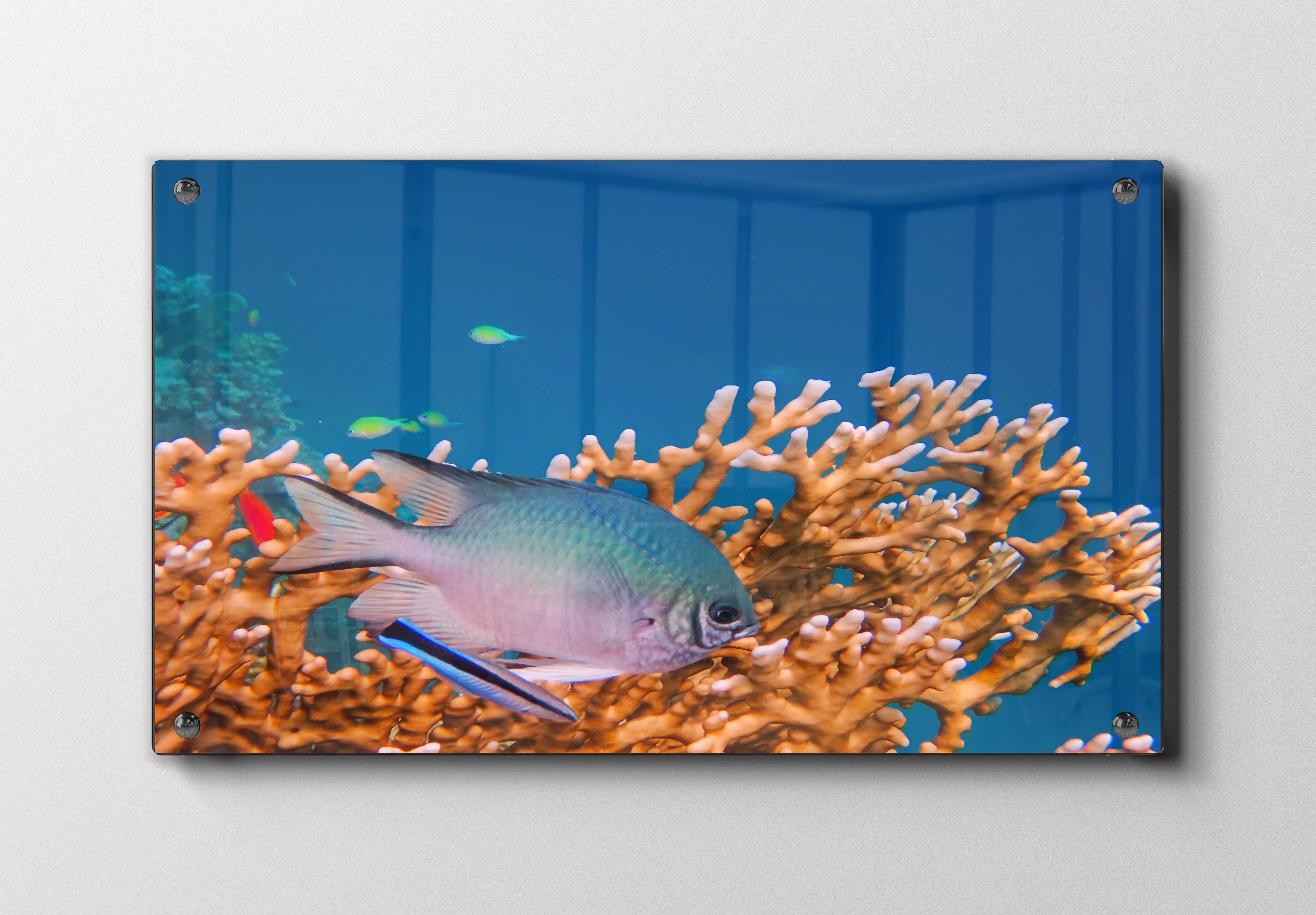 Coral Reef Fish No2 Plakat