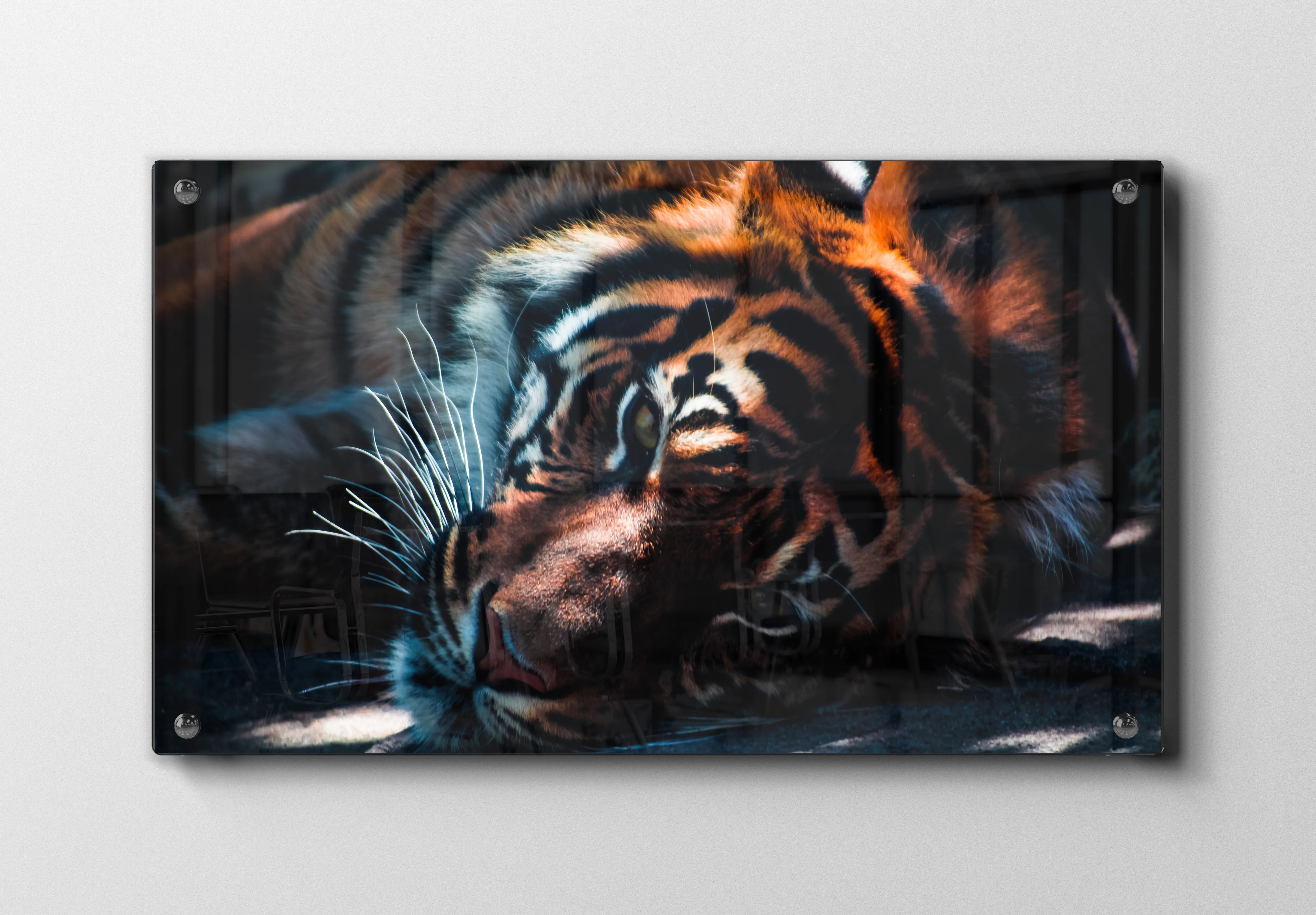 Resting Tiger I Plakat