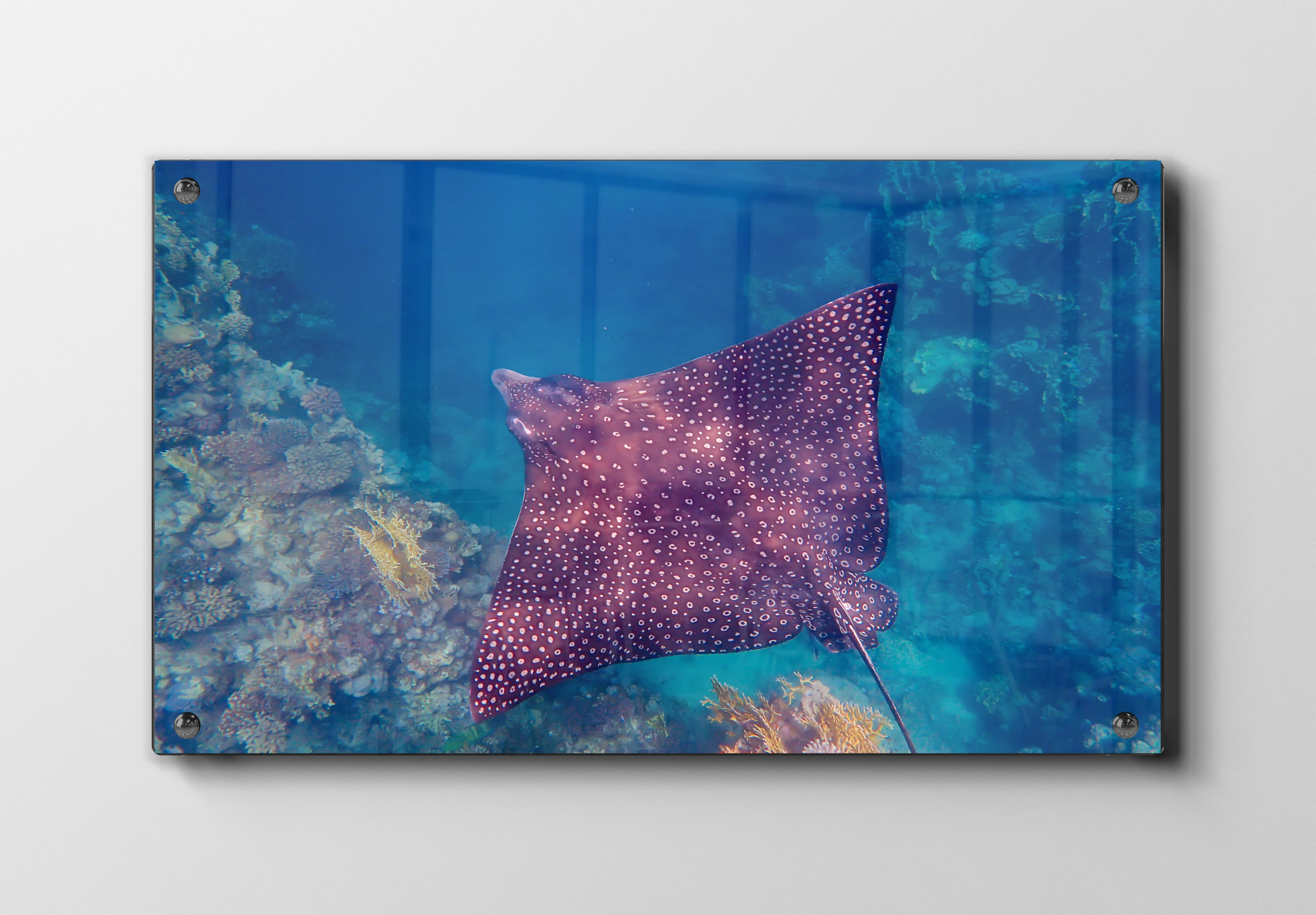 Spotted Eagle Ray Plakat
