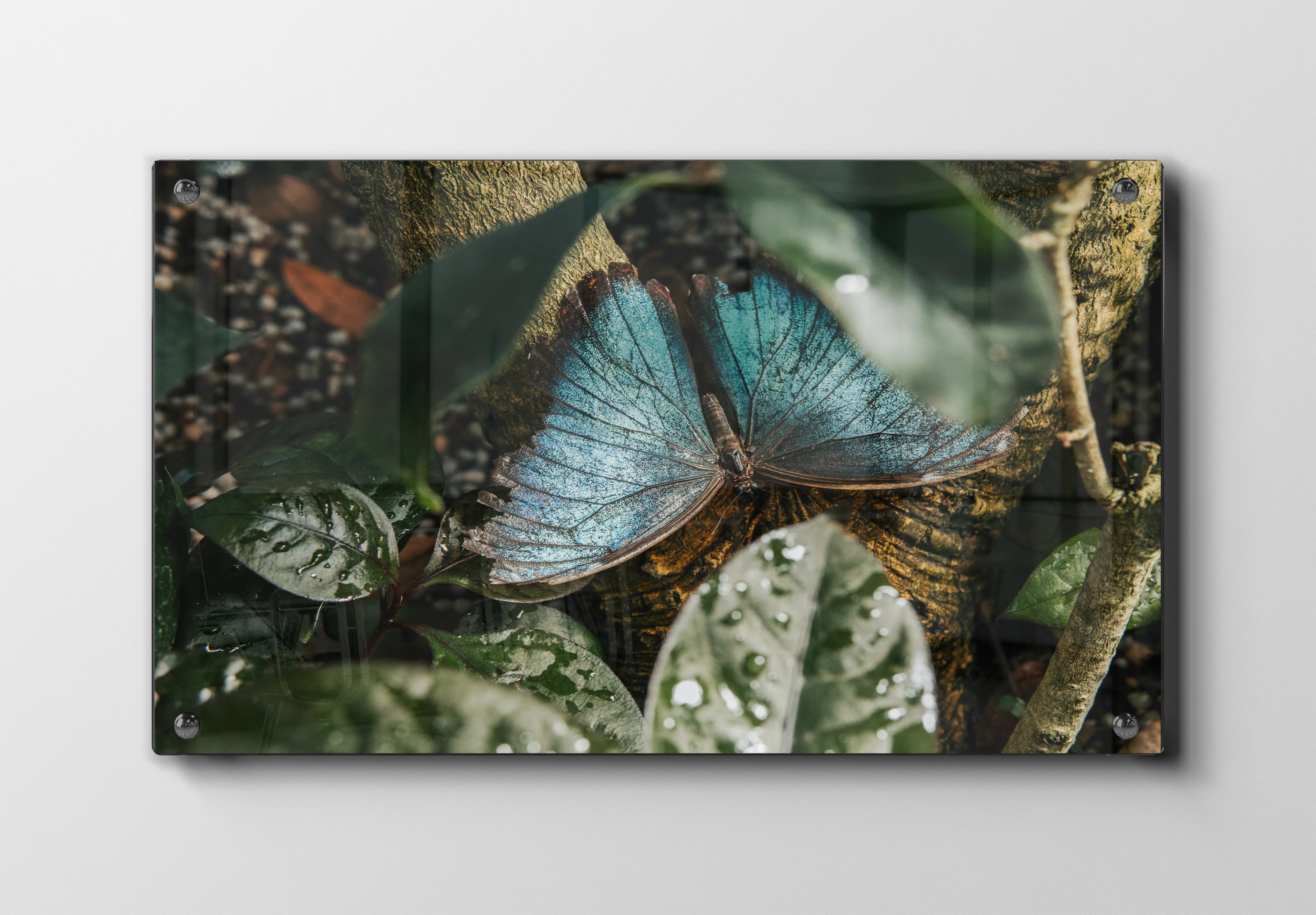 Blue Morpho Butterfly No2 Plakat