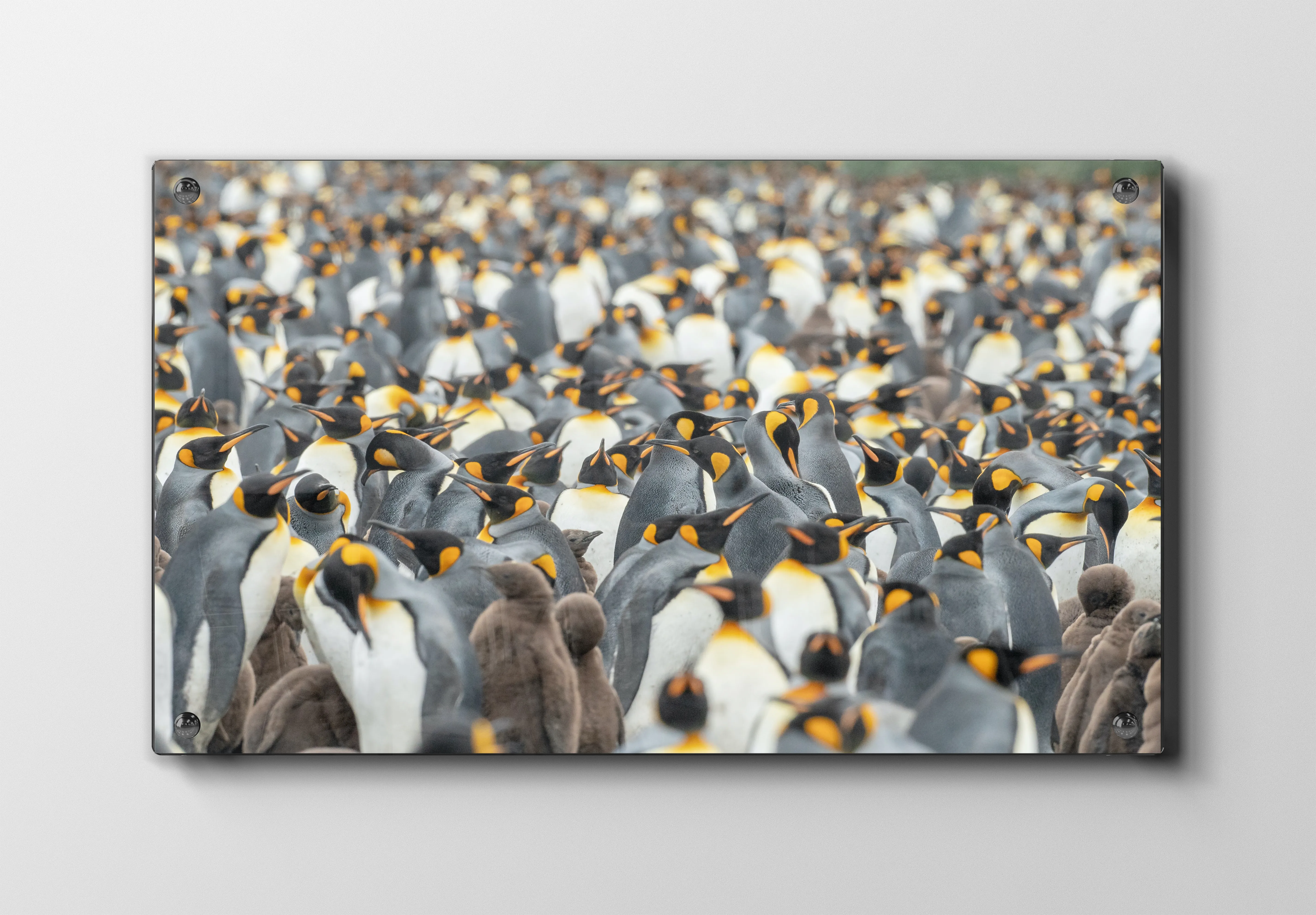 King Penguin Plakat