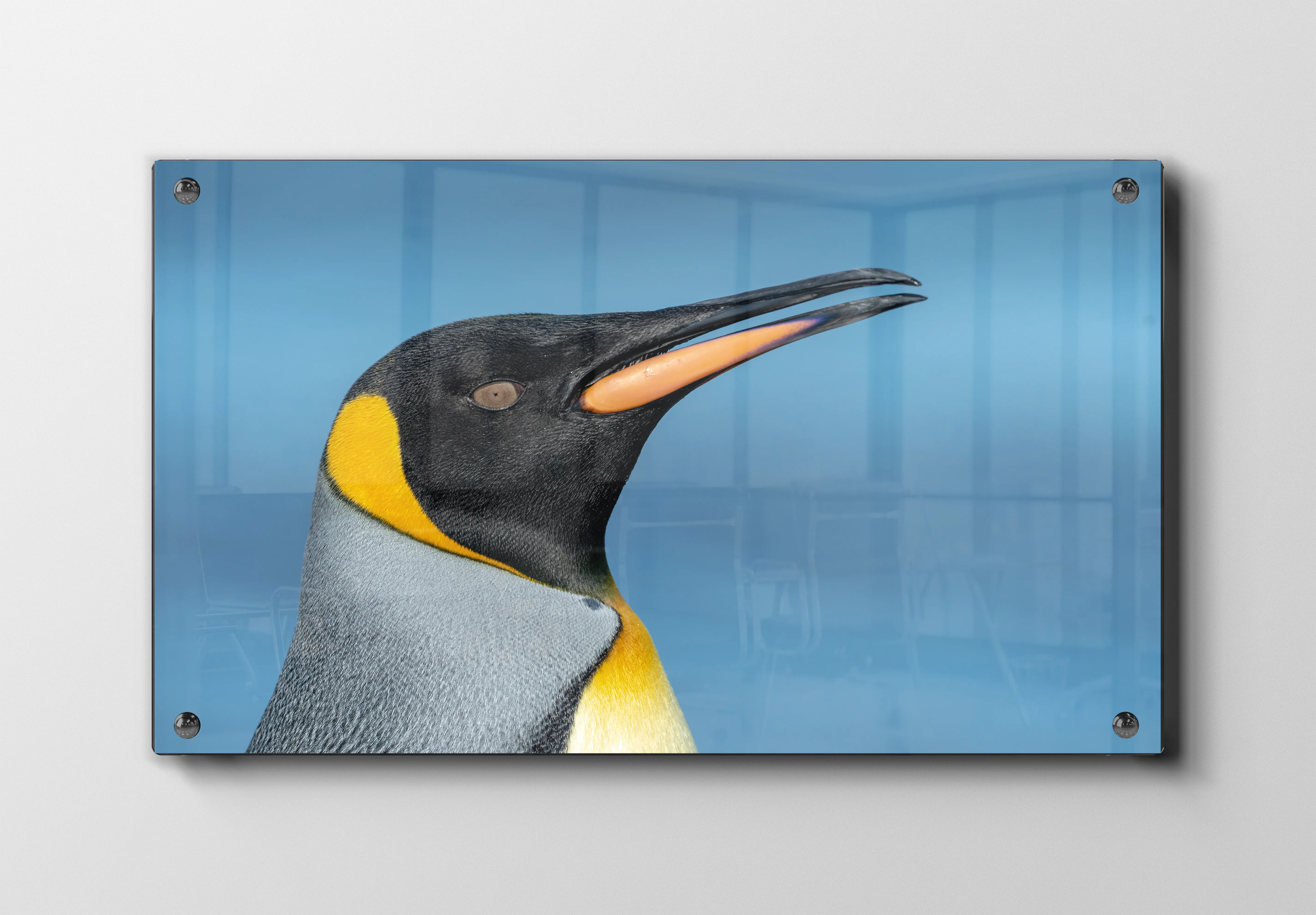 King Penguin Profile Plakat