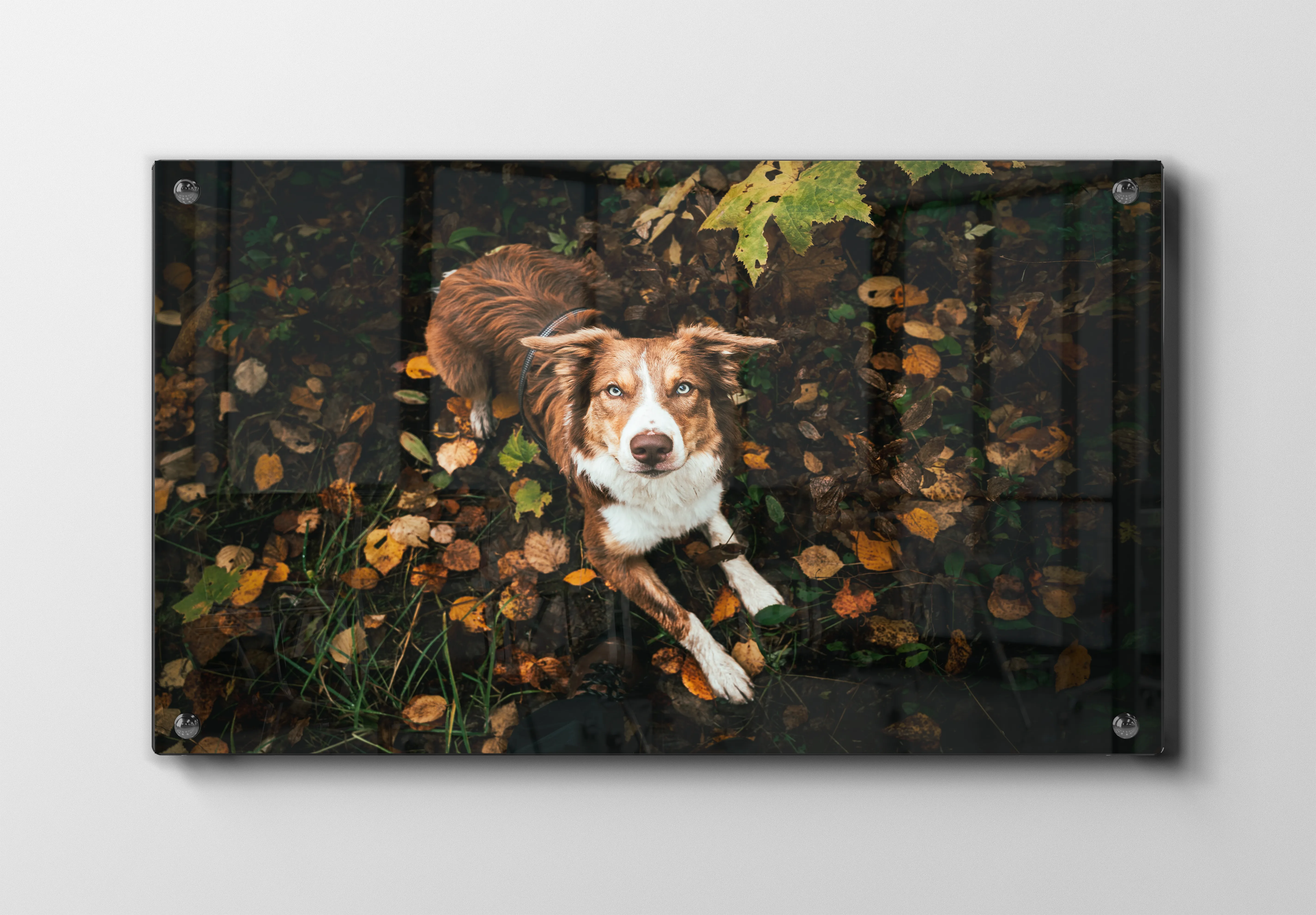 Australian Shepherd Plakat
