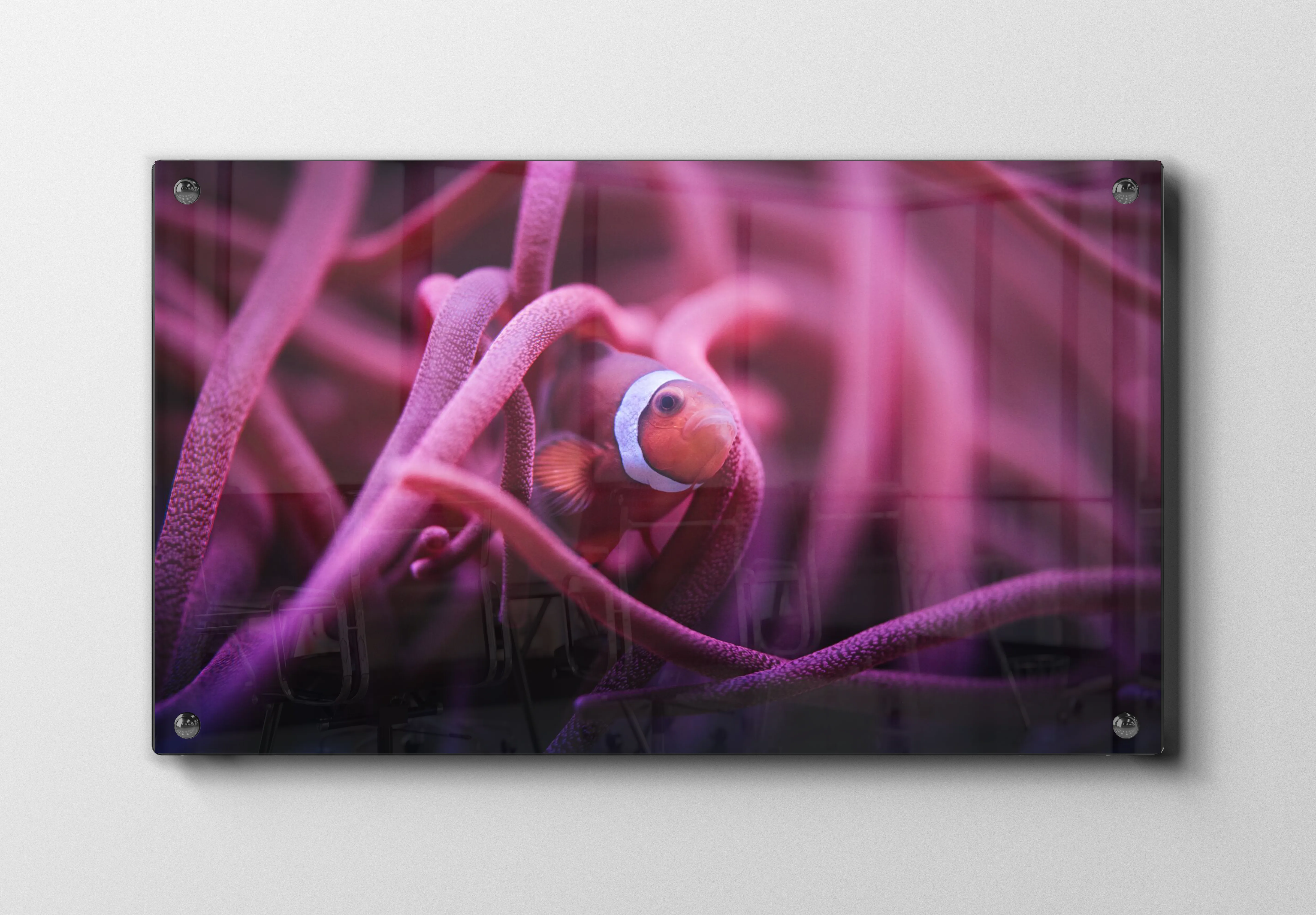 Clownfish In Anemone Plakat