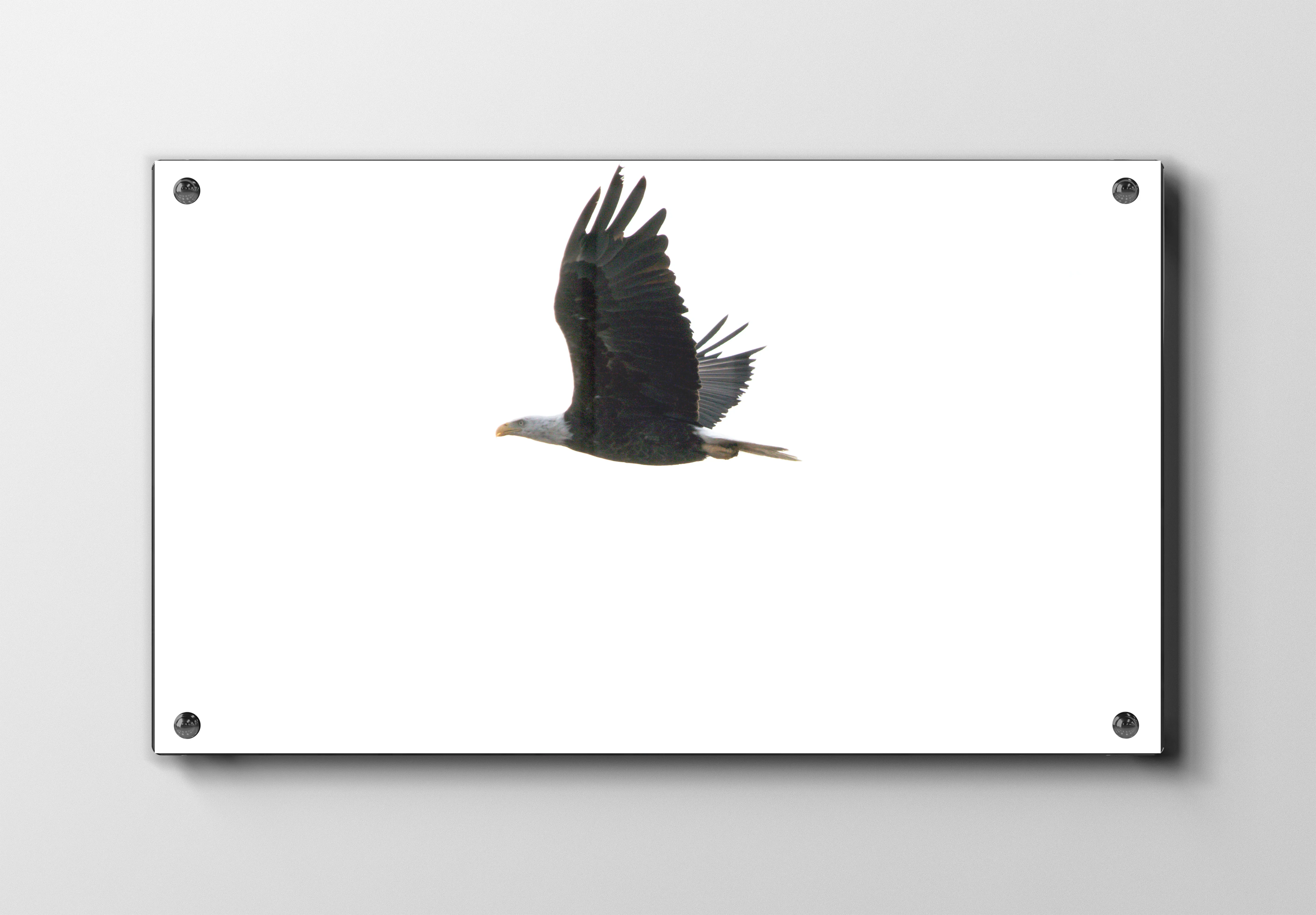 Bald Eagle In Flight Plakat