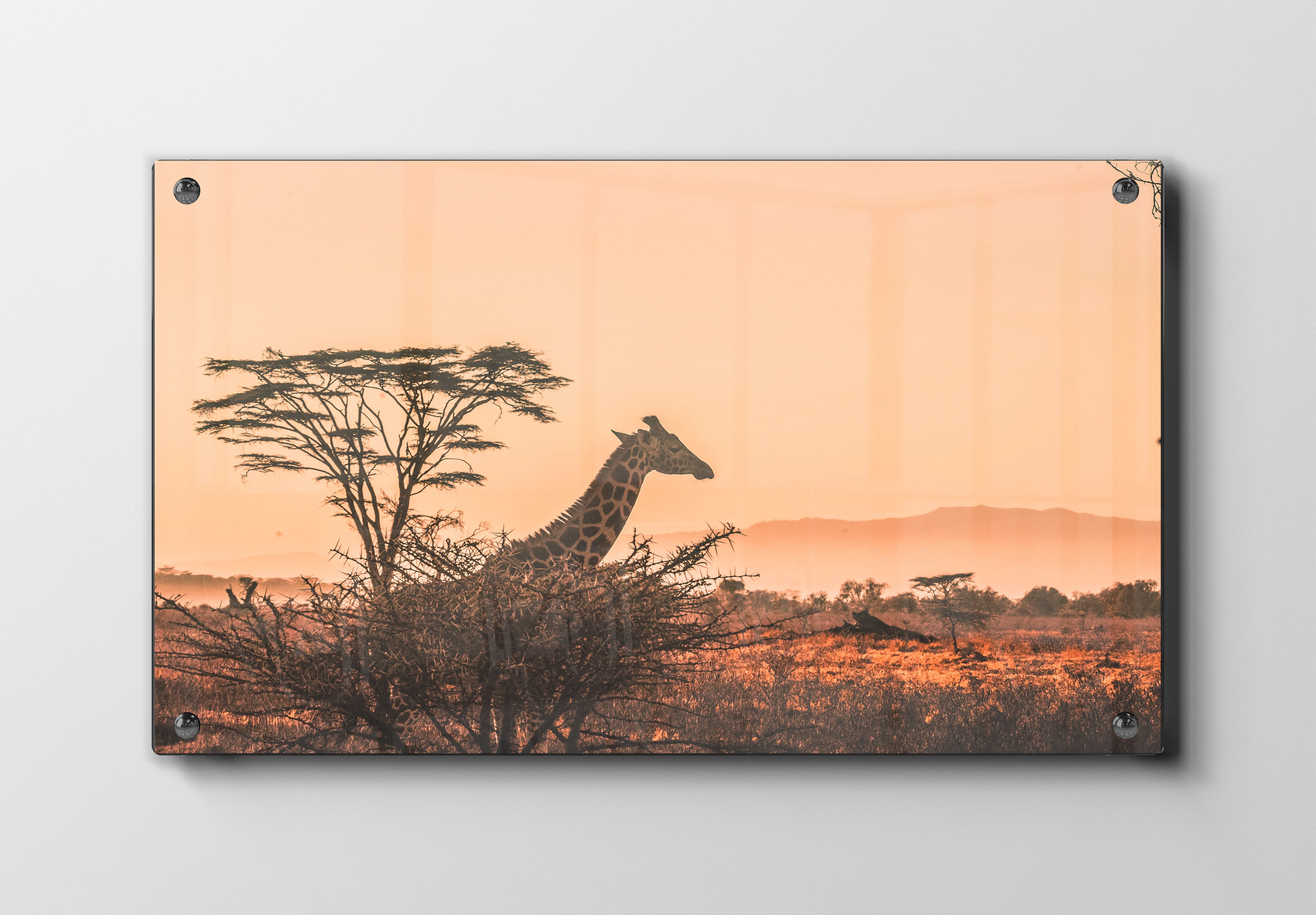 Giraffe Sunset Plakat