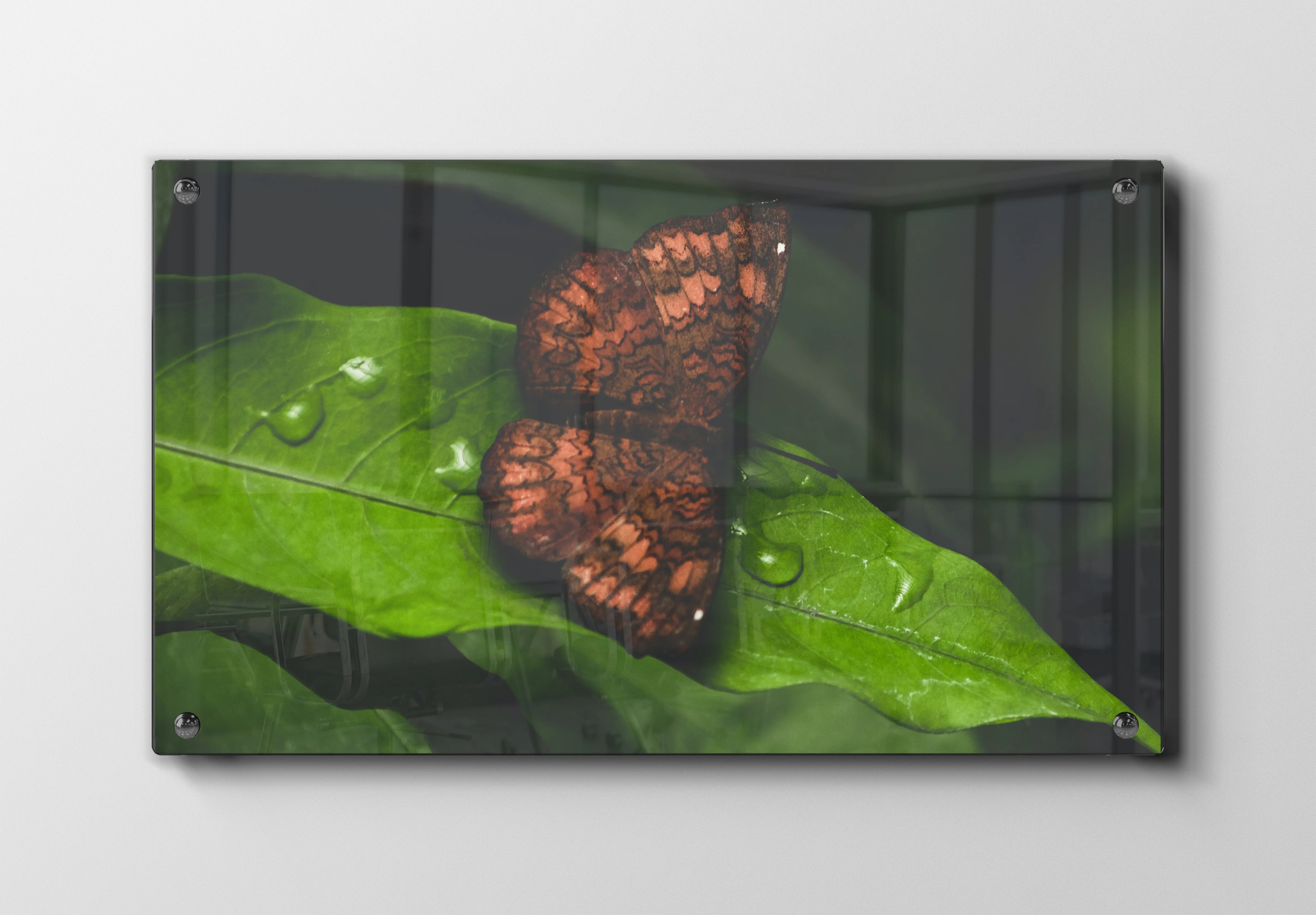Brown Butterfly Plakat