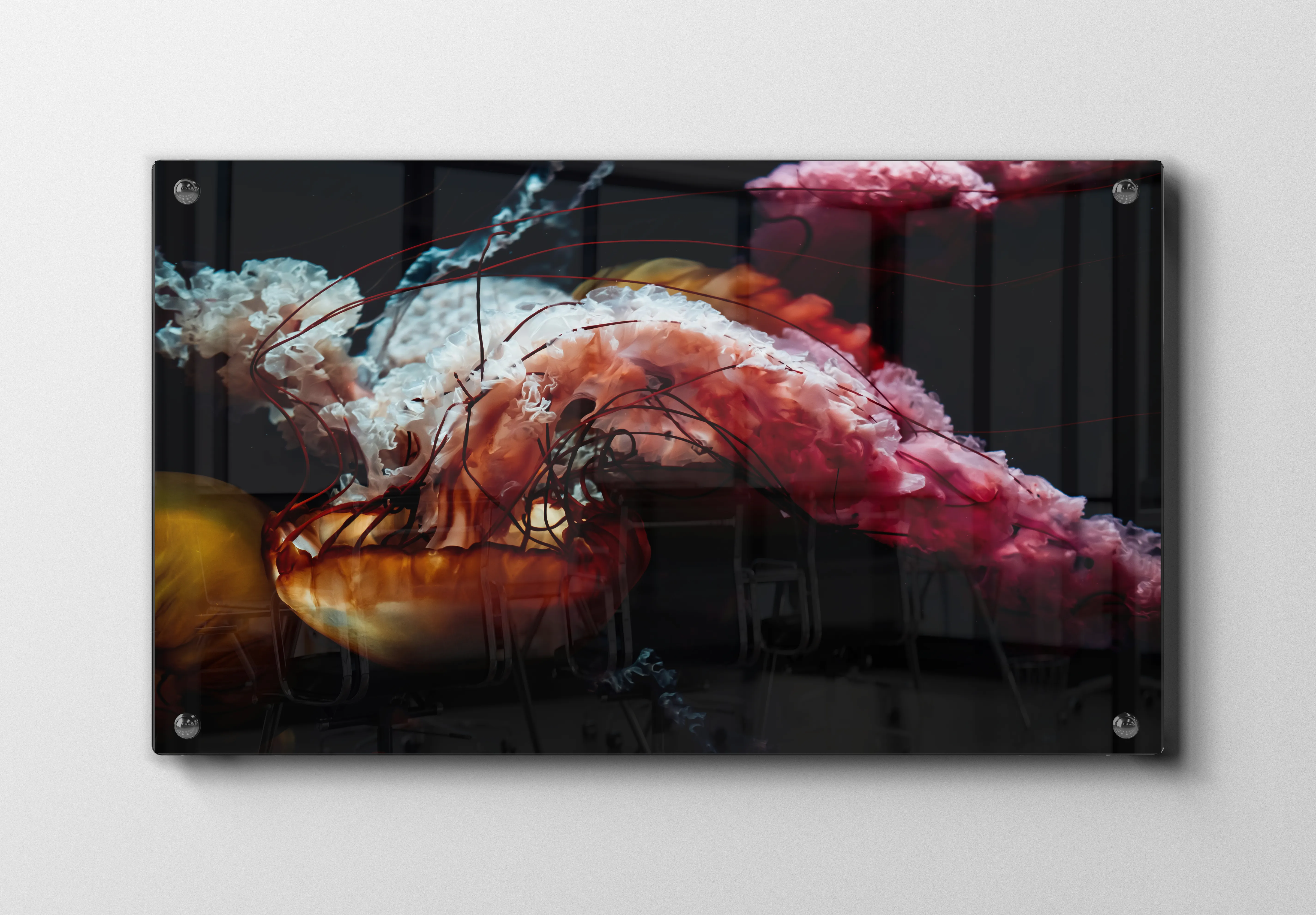 Jellyfish Plakat