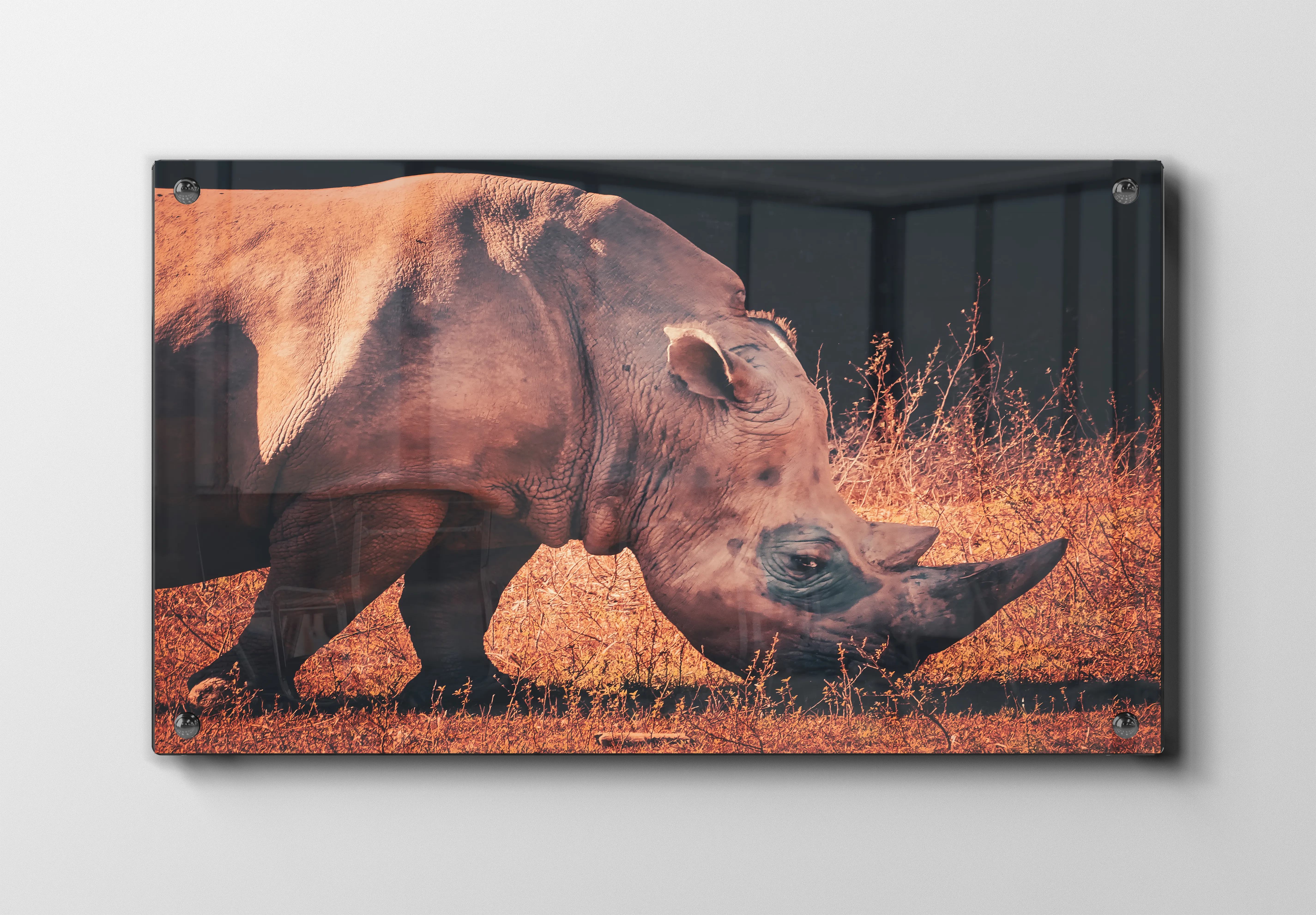 White Rhinoceros Side View Plakat