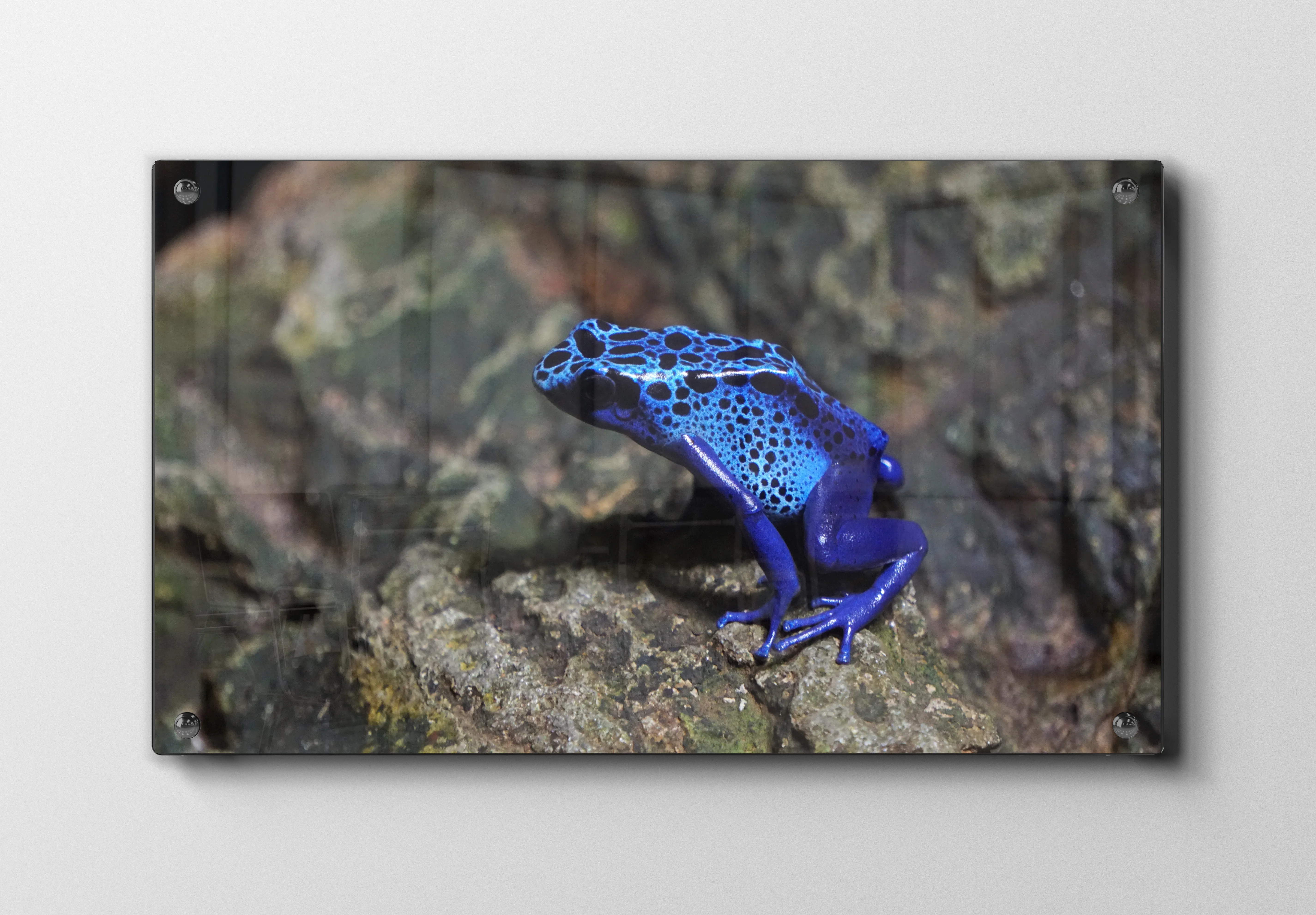 Blue Poison Dart Frog Plakat