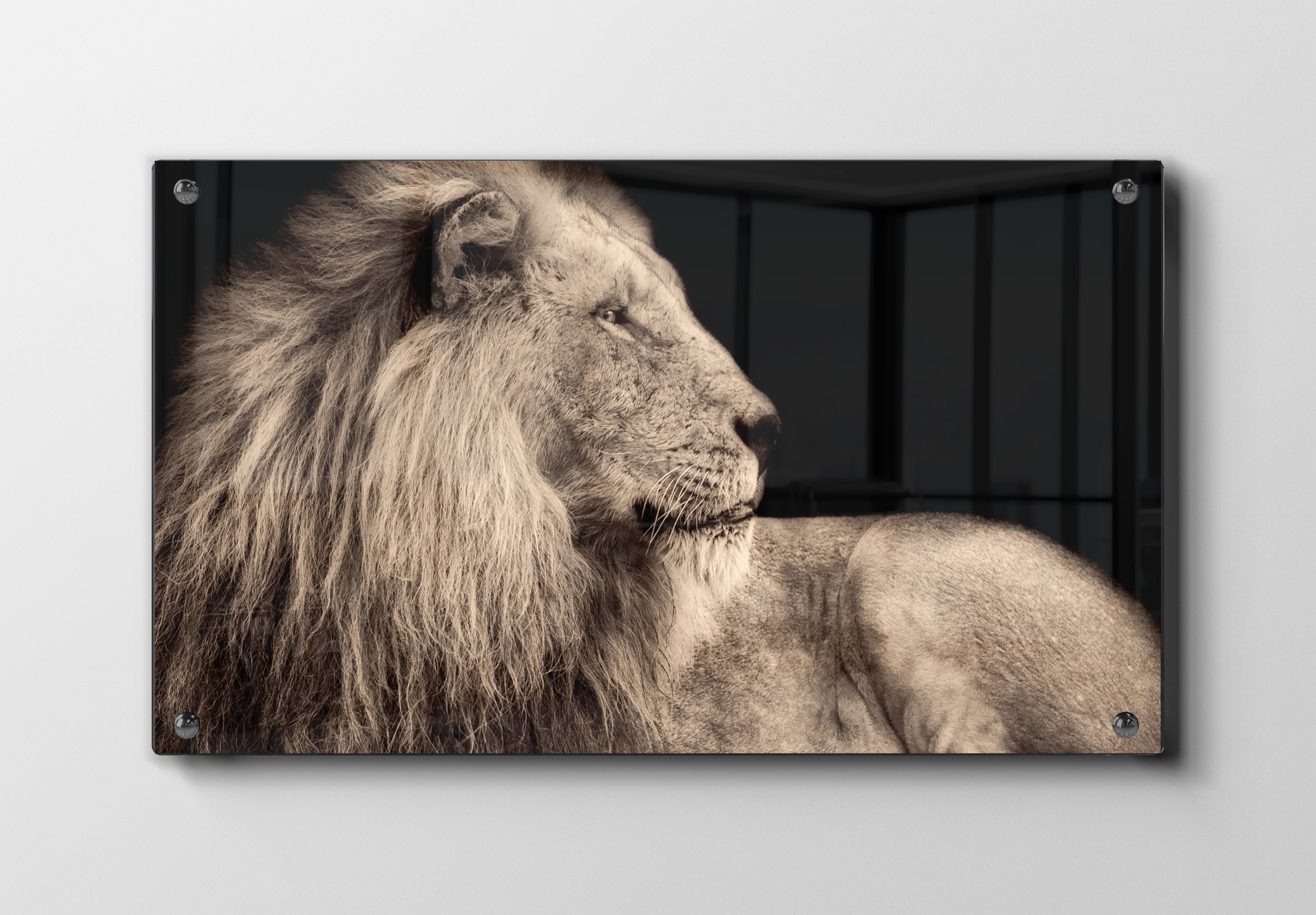 Majestic Lion I Plakat