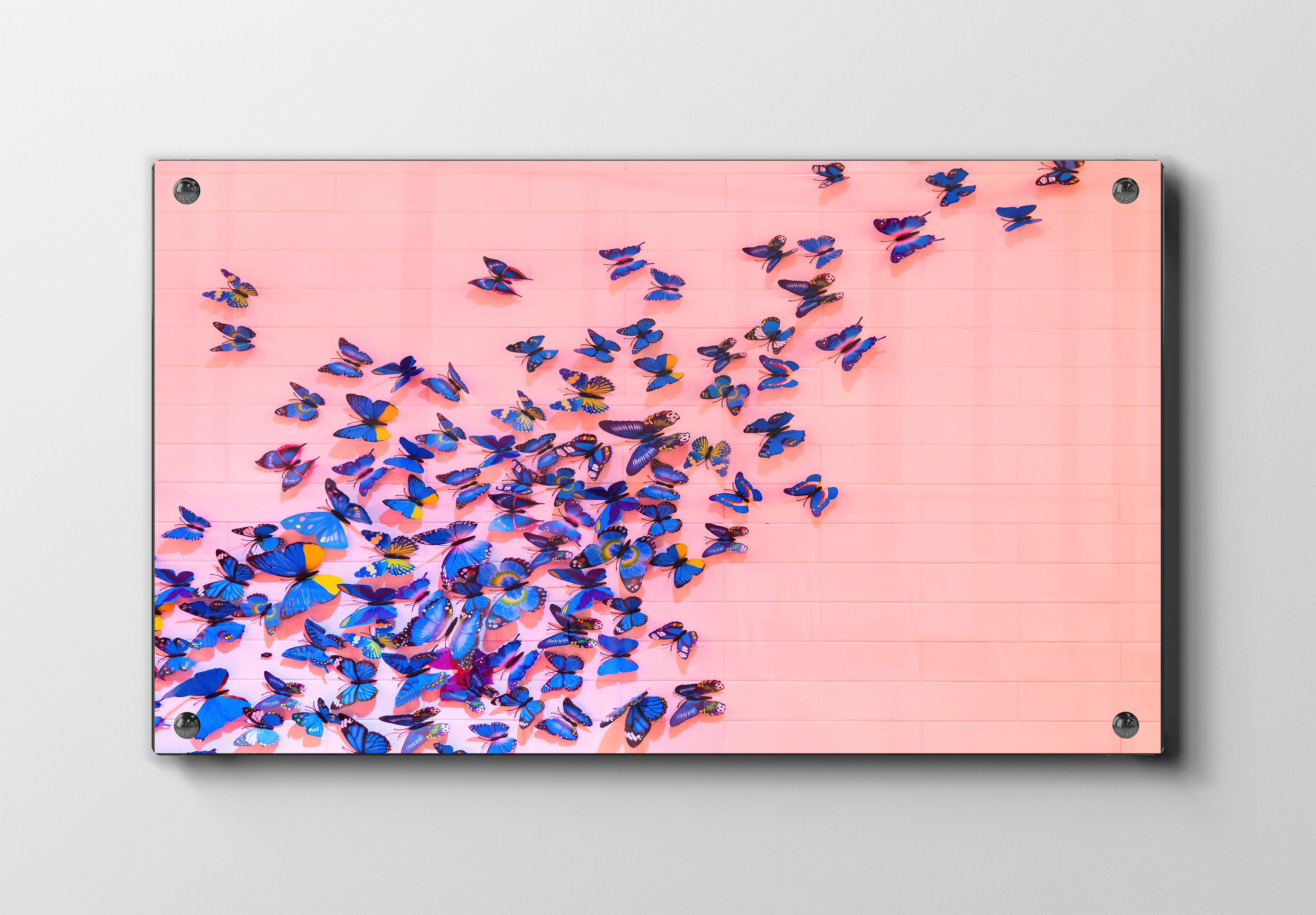 Sommerfugl Blue Morpho Butterflies Plakat