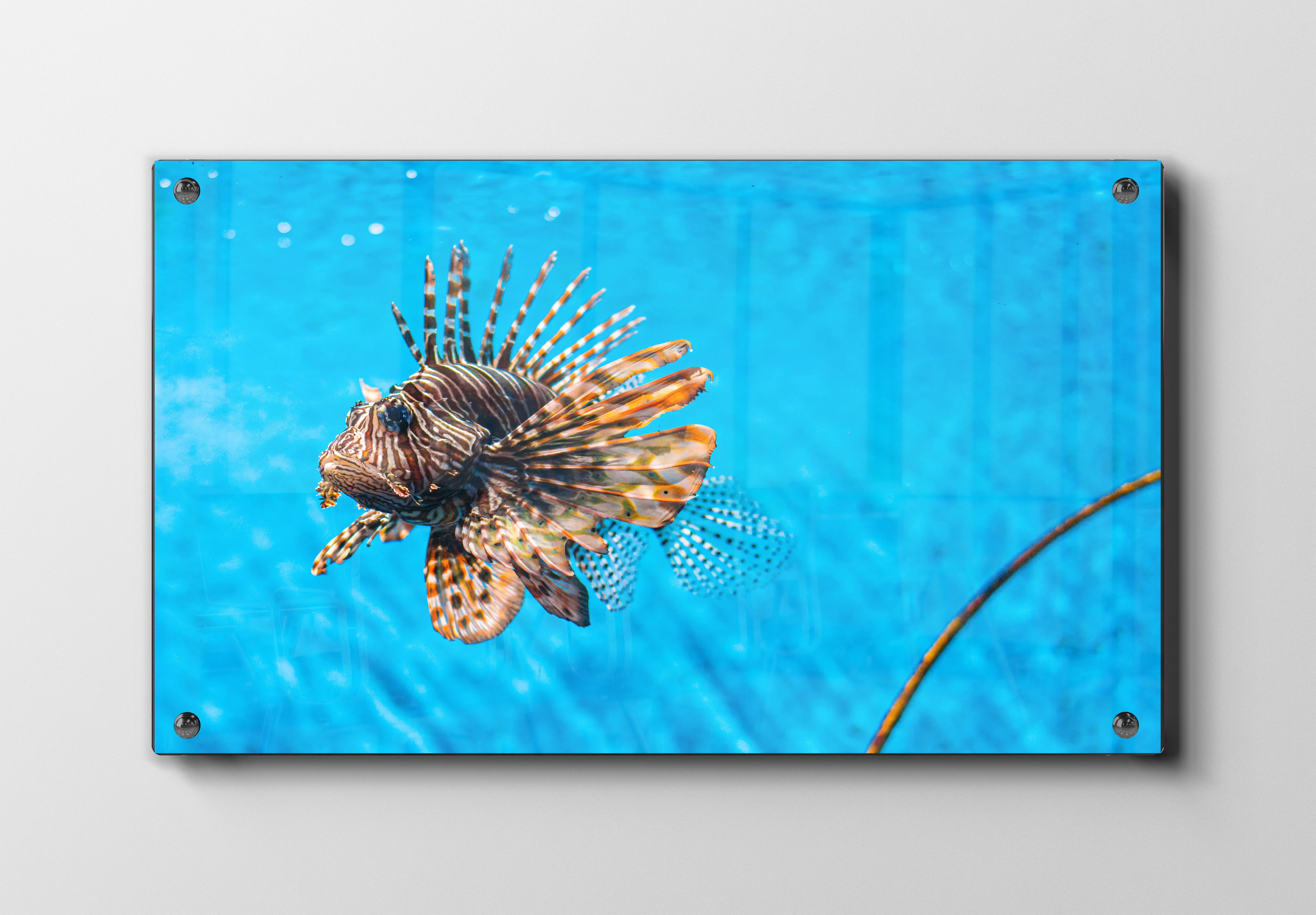 Lionfish Plakat