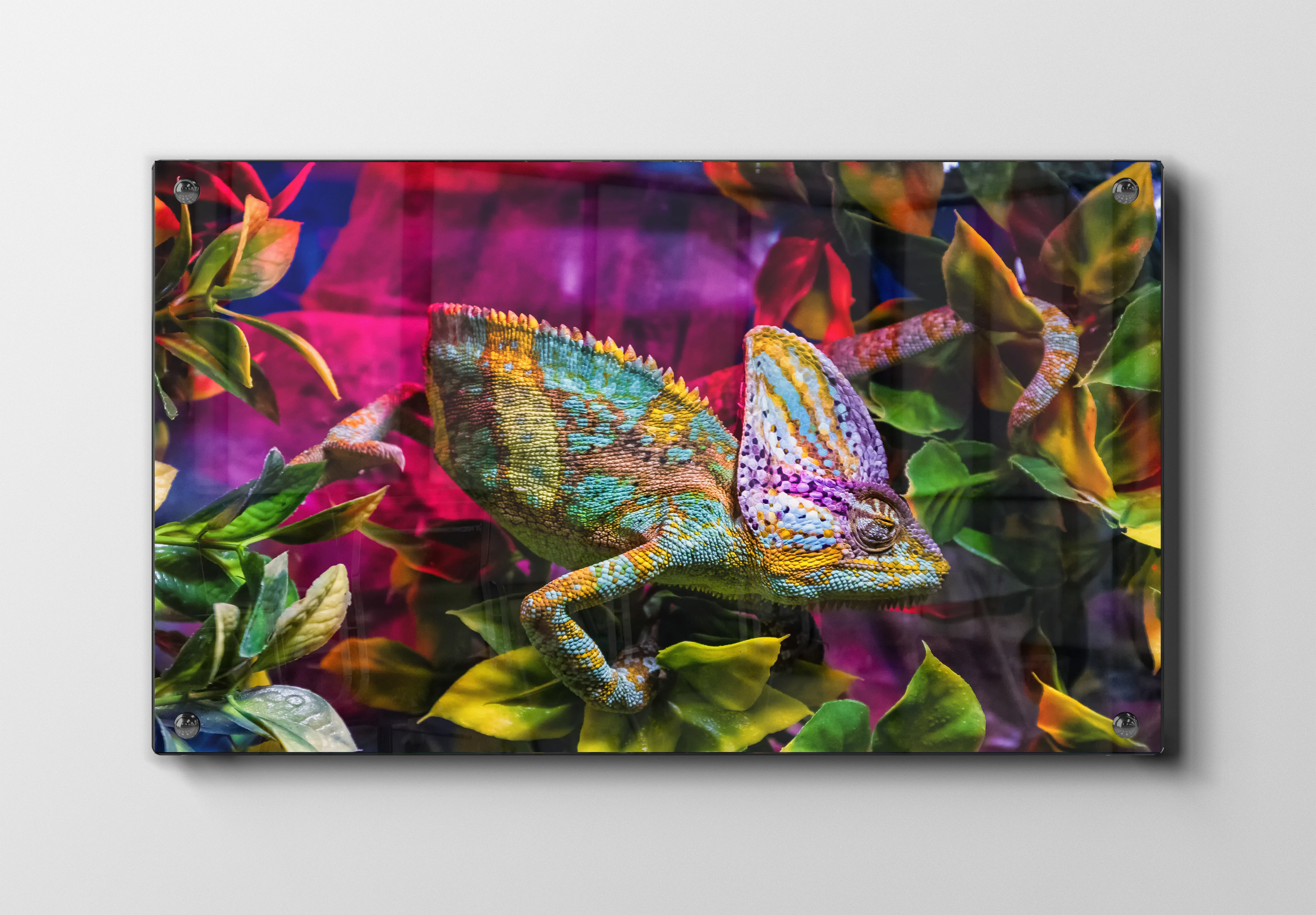 Ko Veiled Chameleon Plakat