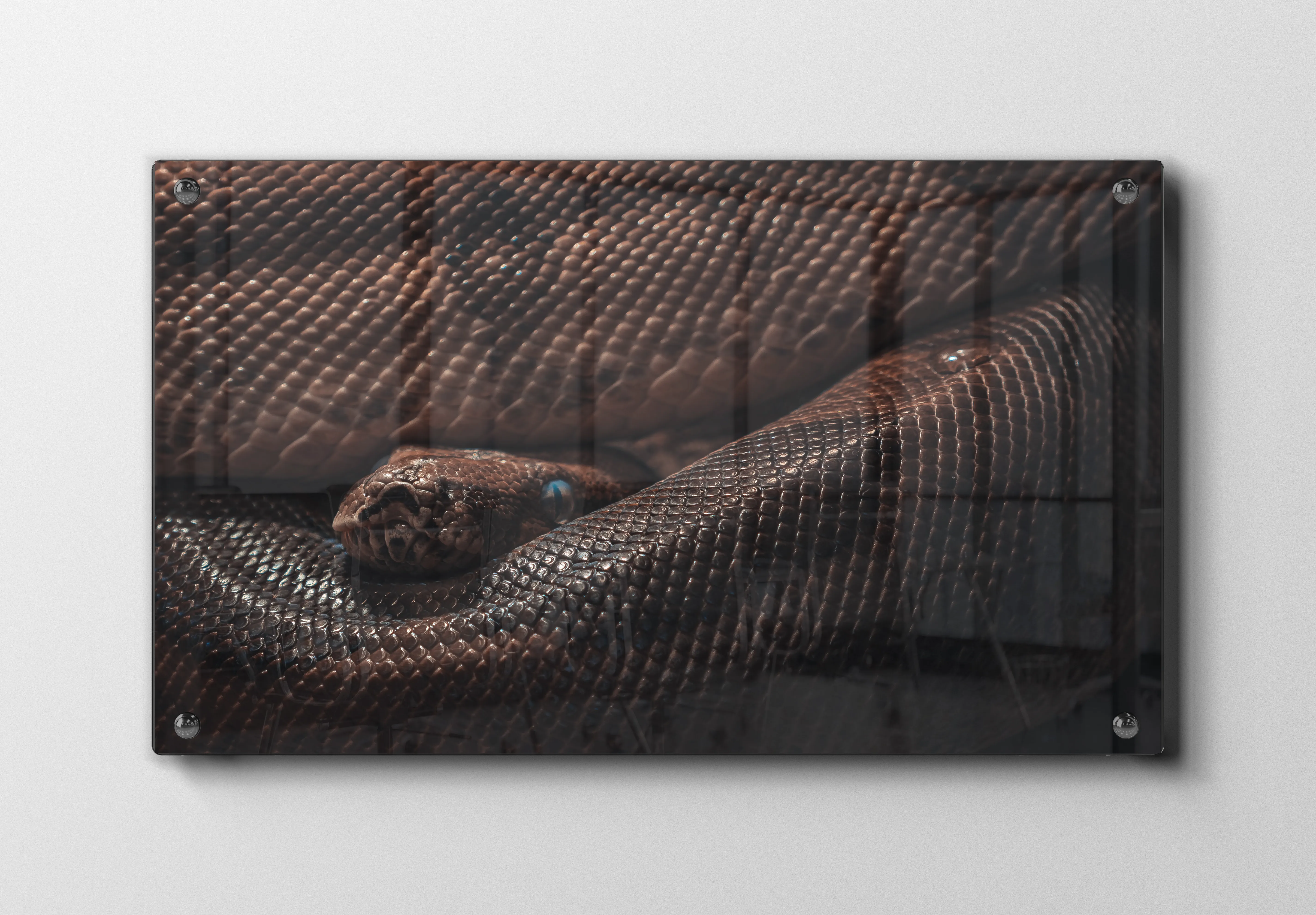 Python Snake Plakat