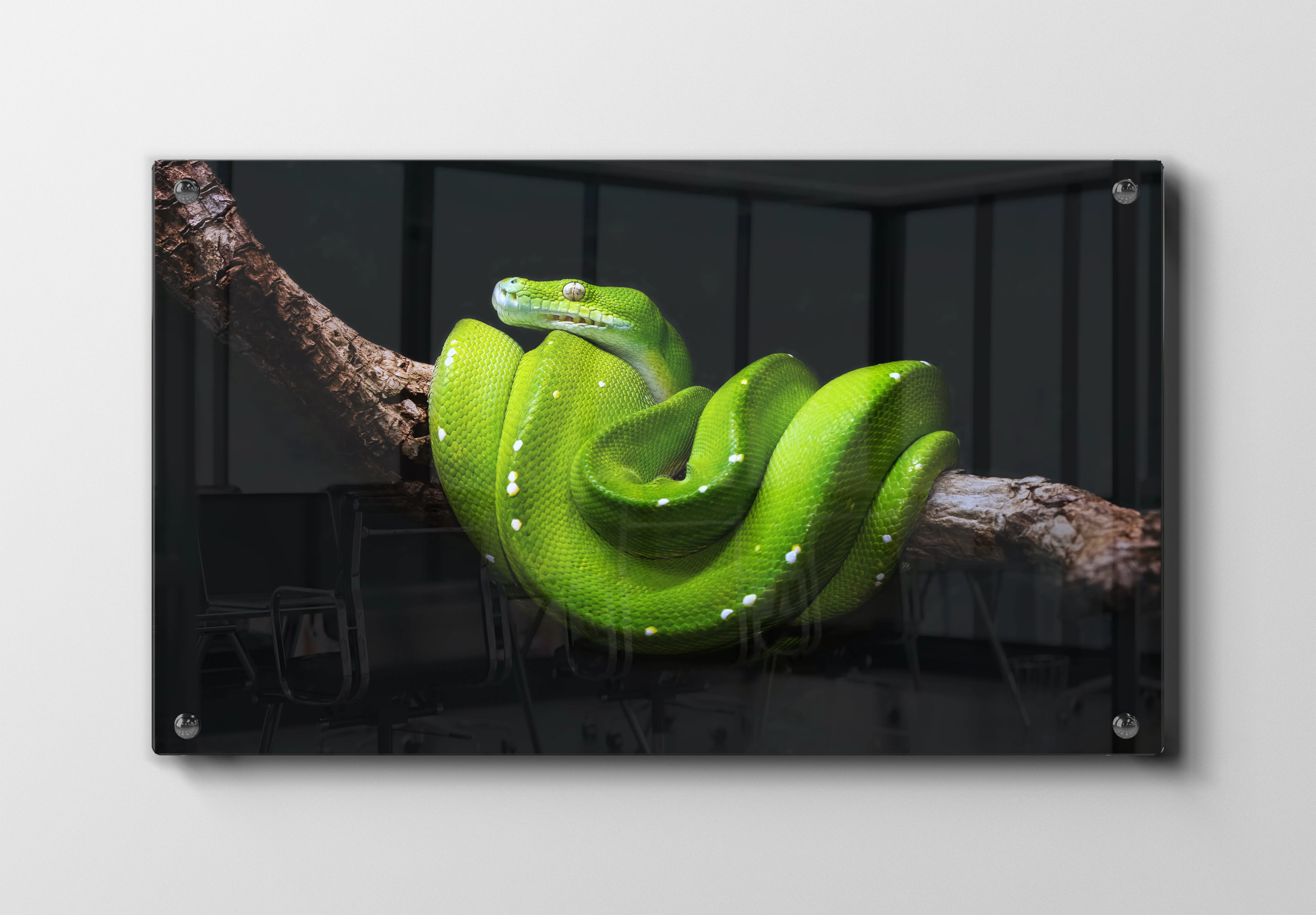 Ko Green Tree Python Plakat