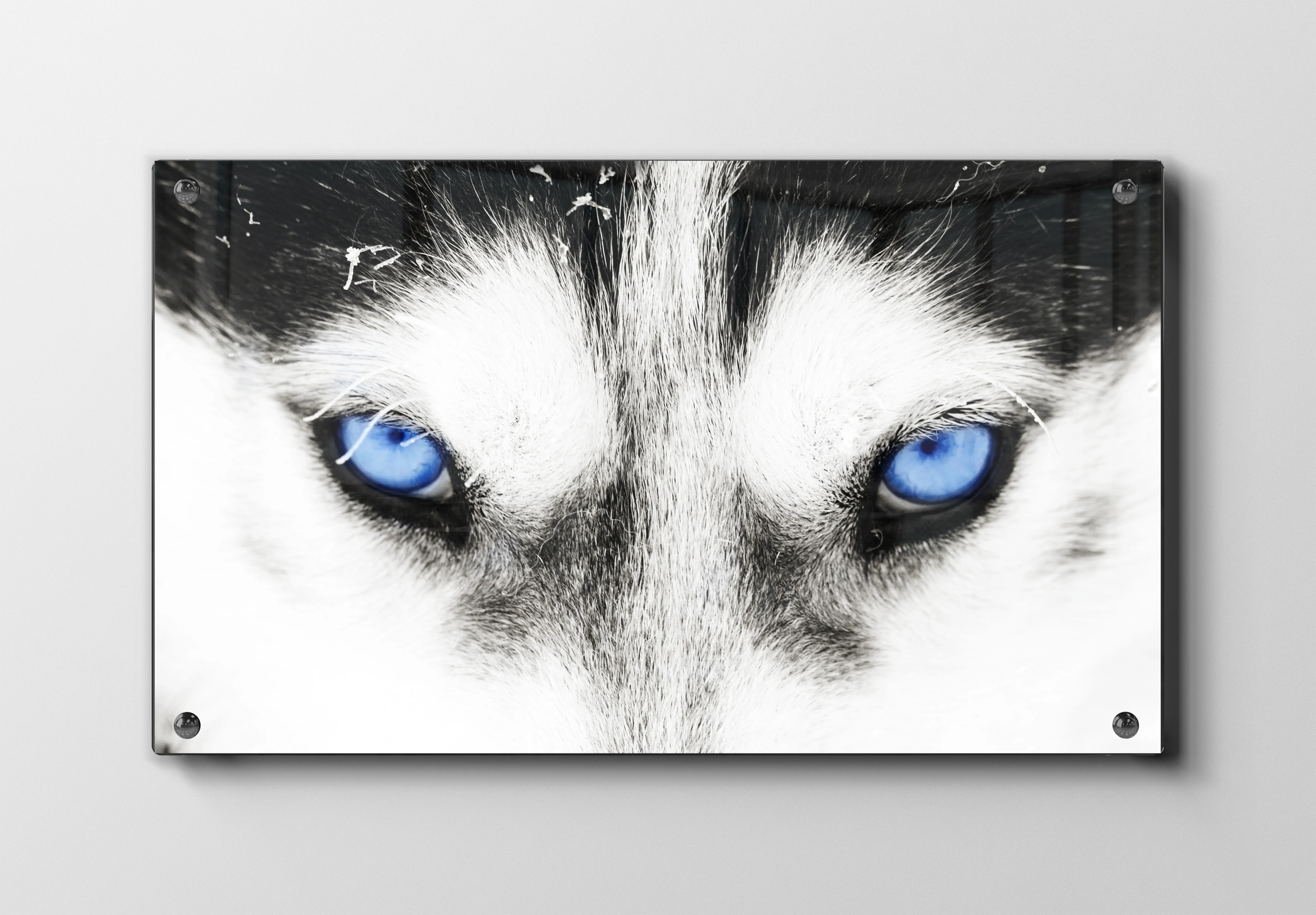Husky Blue Eyes Plakat