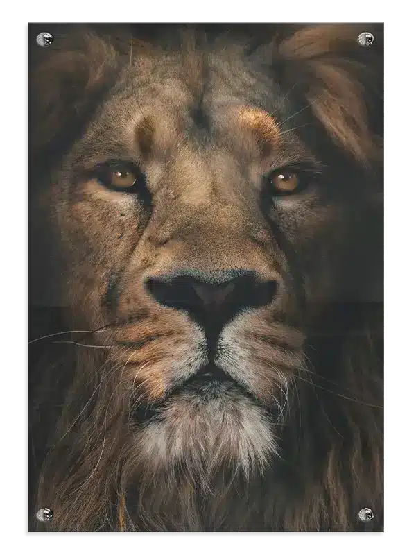 Lion Close Plakat
