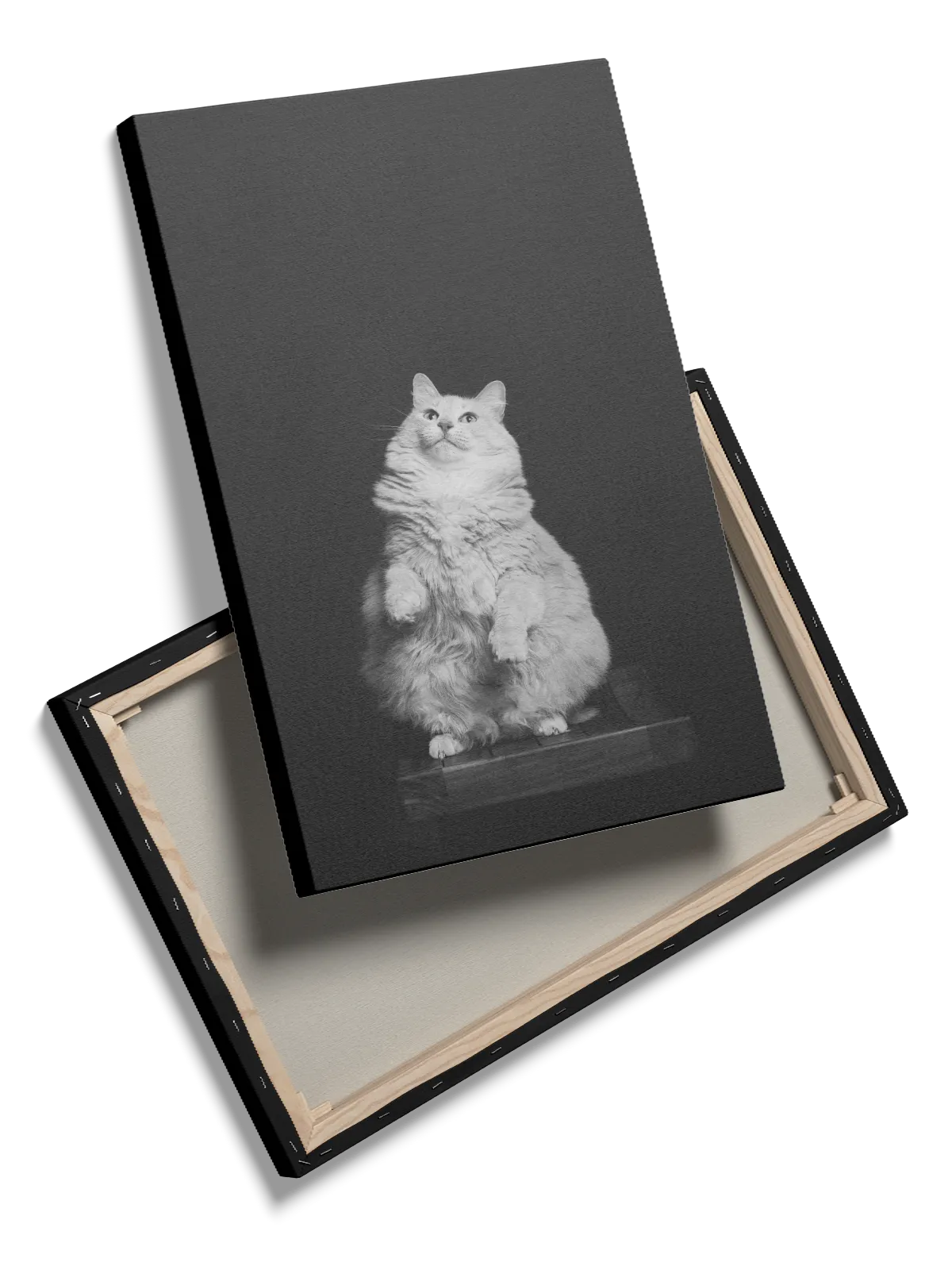 Fluffy Cat Plakat