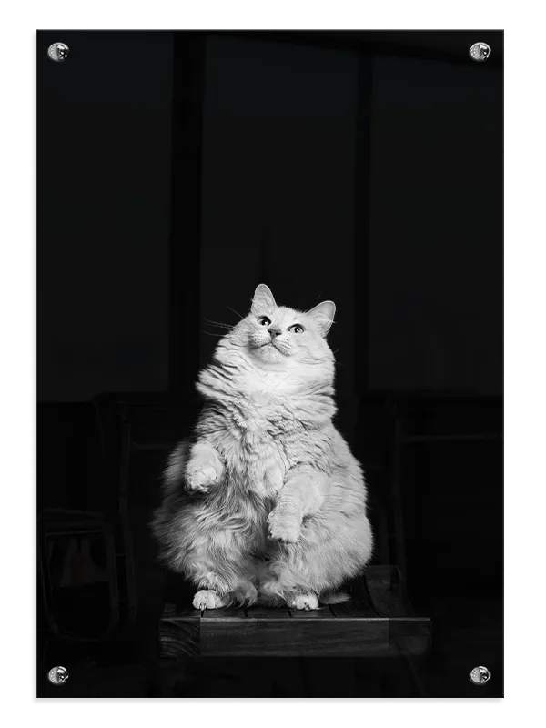 Fluffy Cat Plakat