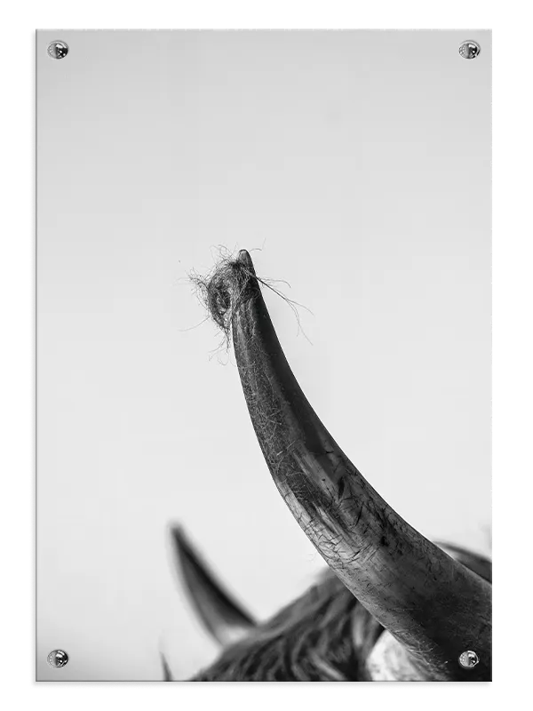 Highland Cow Horn Plakat